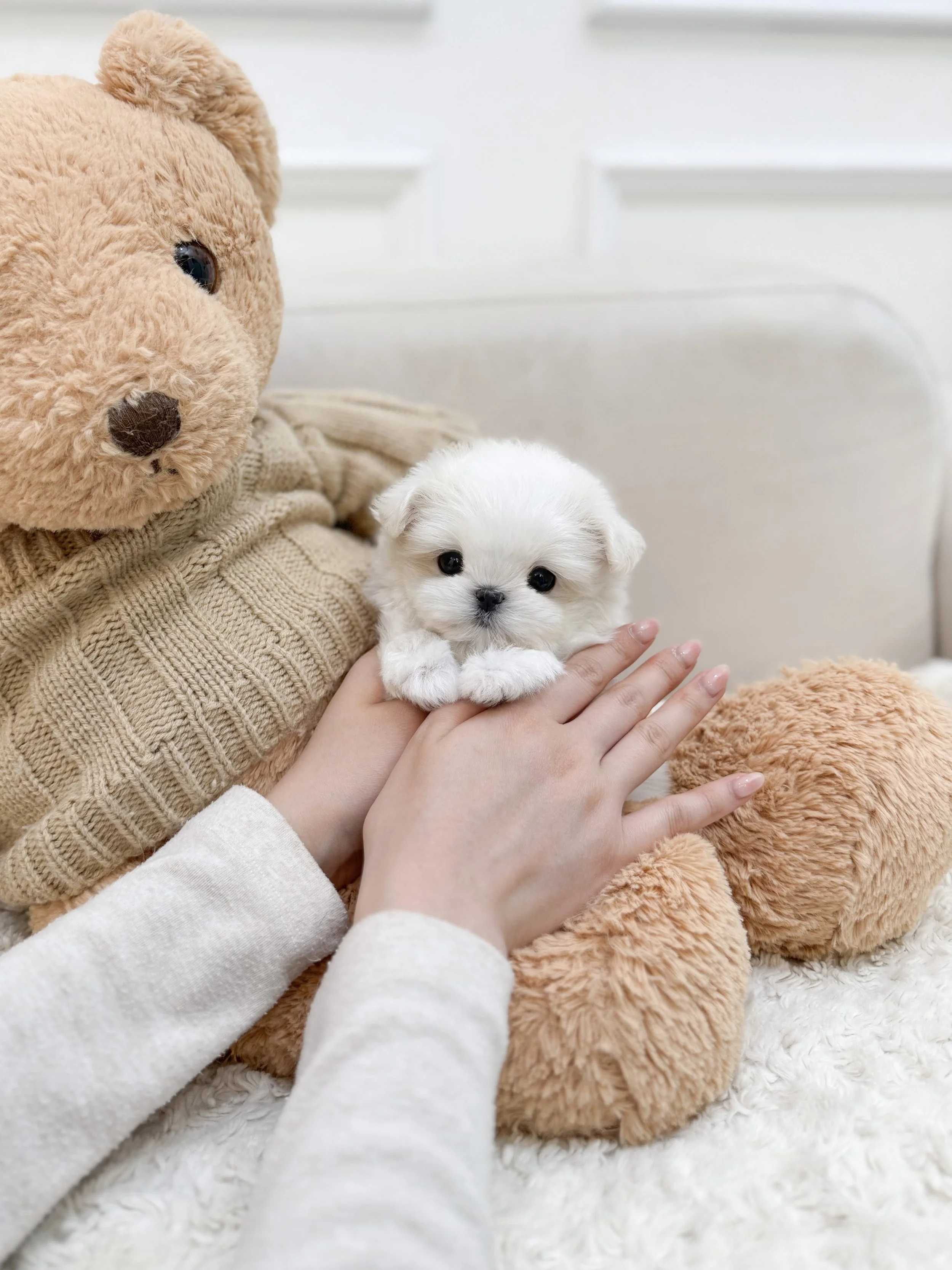 Pocket Pet Teacup Dog