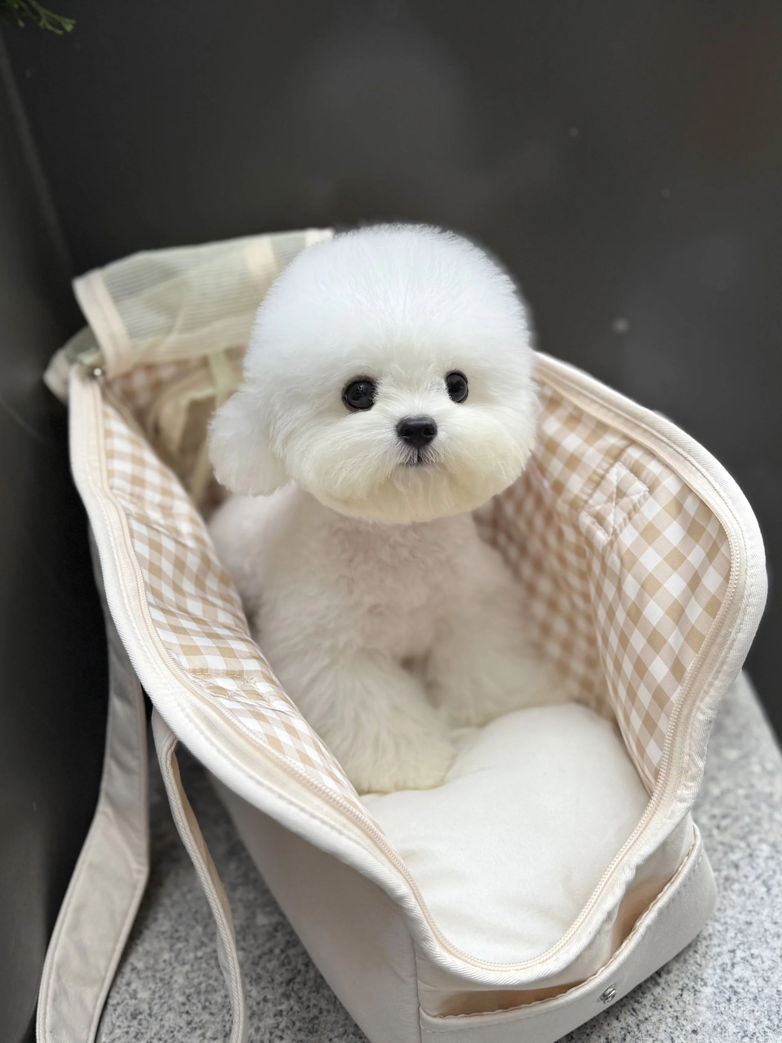 Pocket Pet Teacup Dog