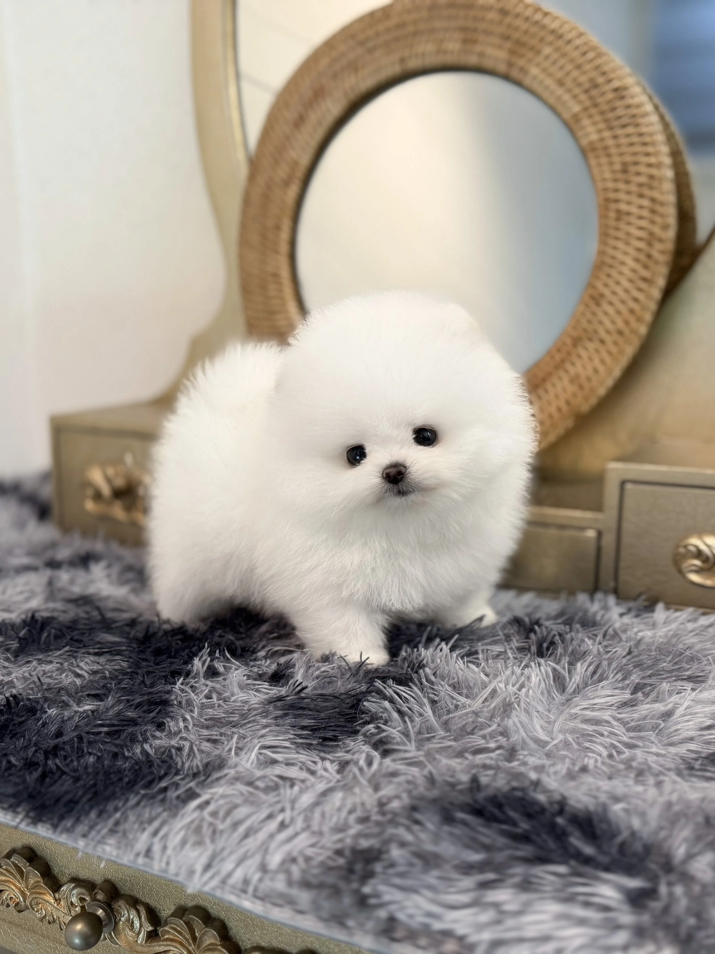 Pocket Pet Teacup Dog