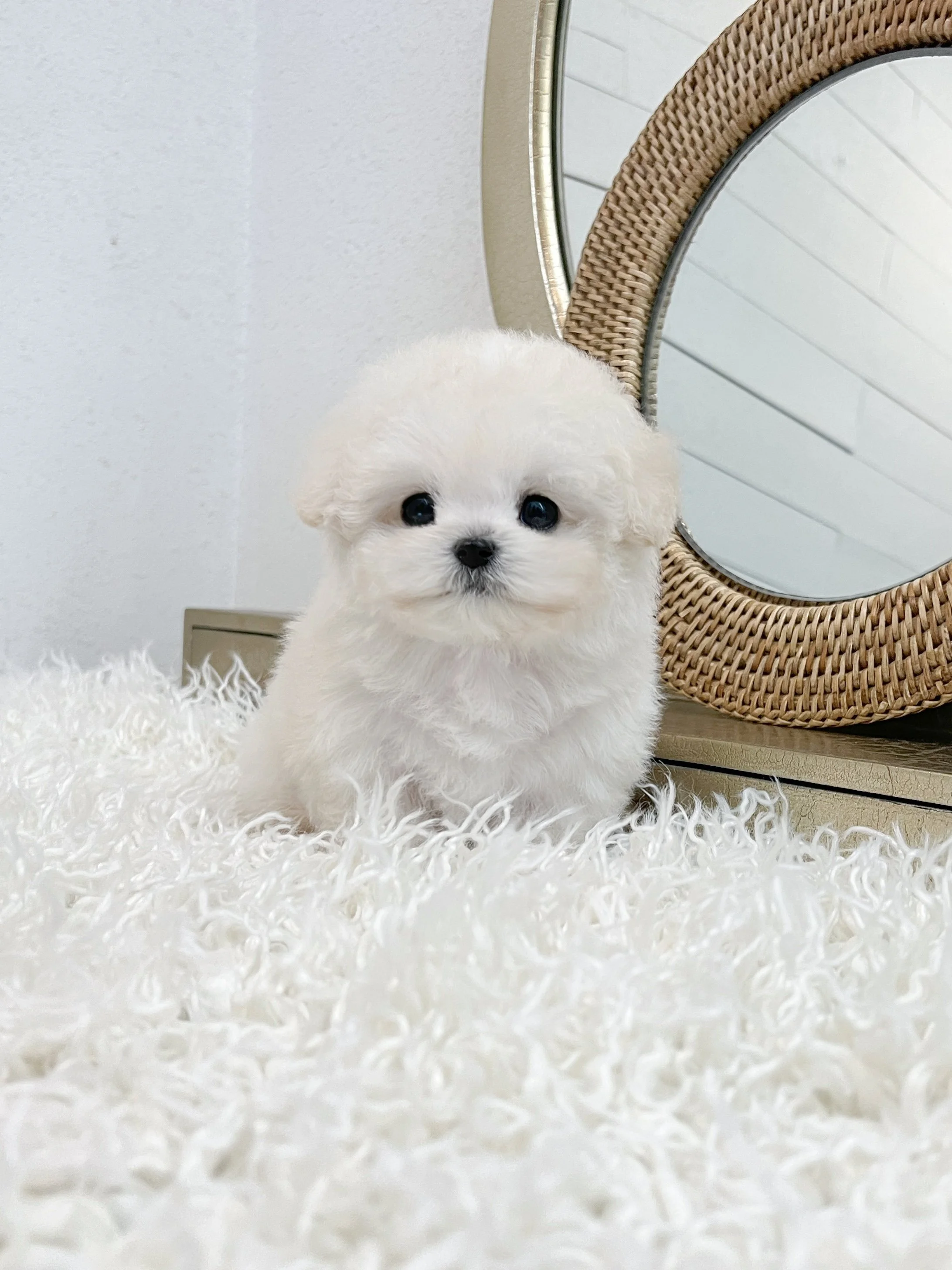 Pocket Pet Teacup Dog