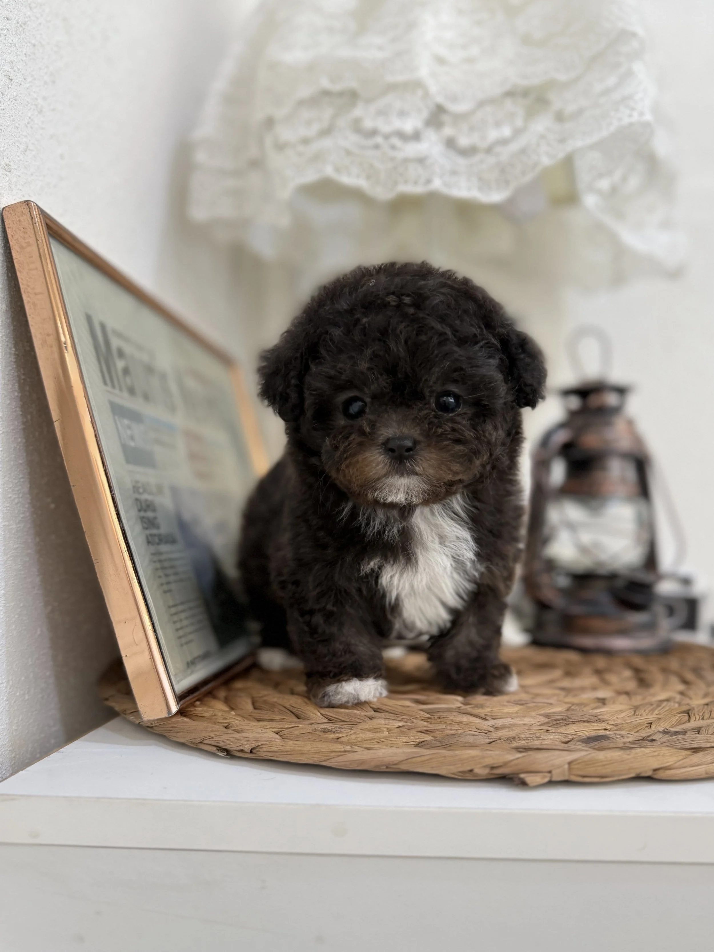 Pocket Pet Teacup Dog