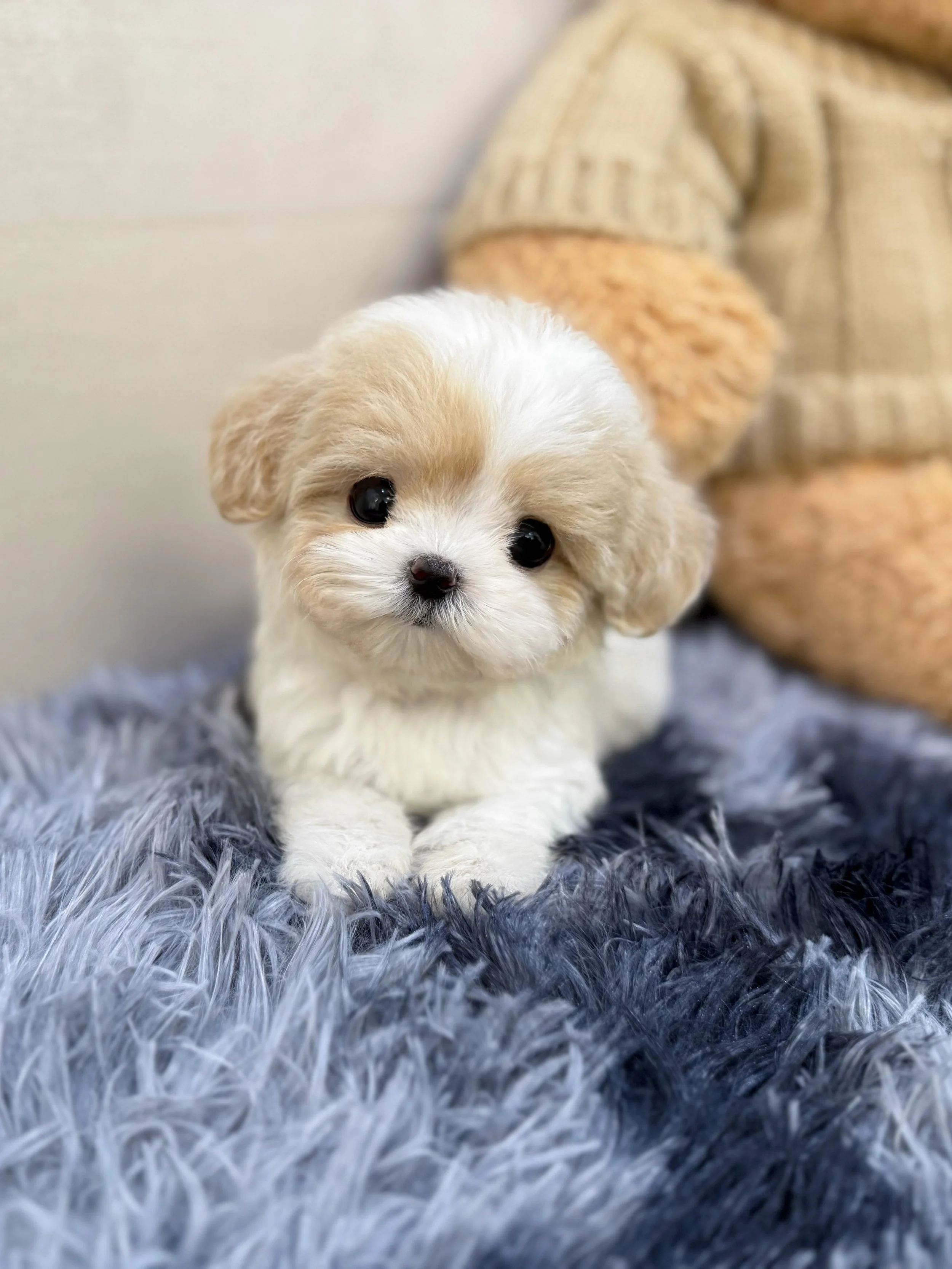 Pocket Pet Teacup Dog