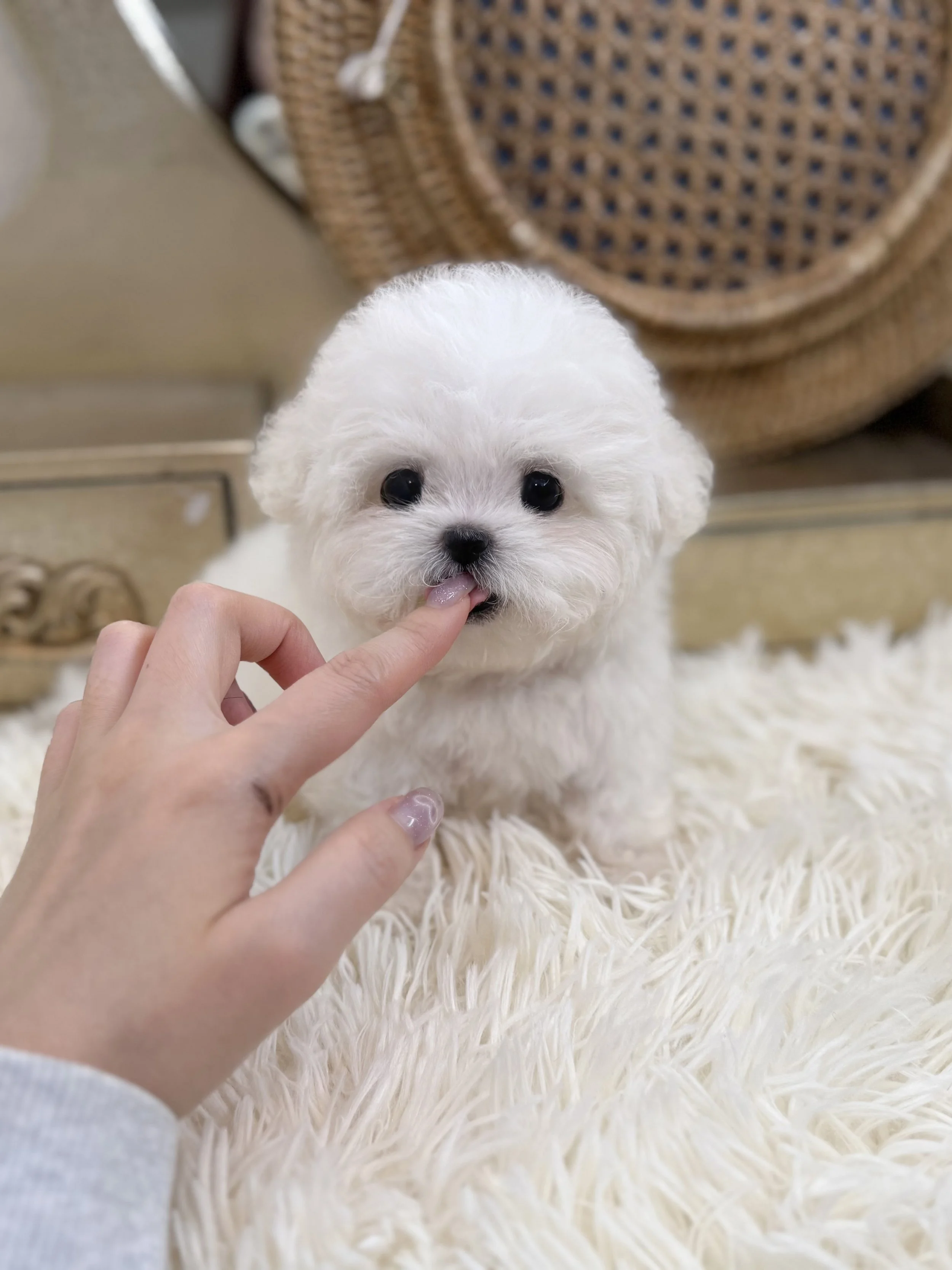 Pocket Pet Teacup Dog
