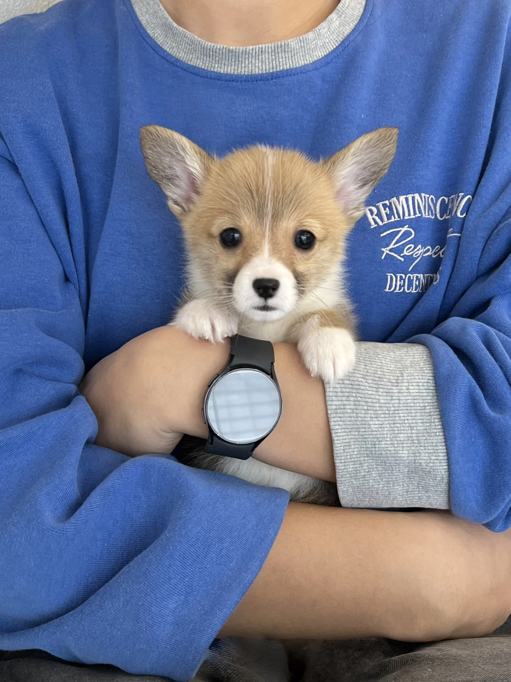 Pocket Pet Teacup Dog