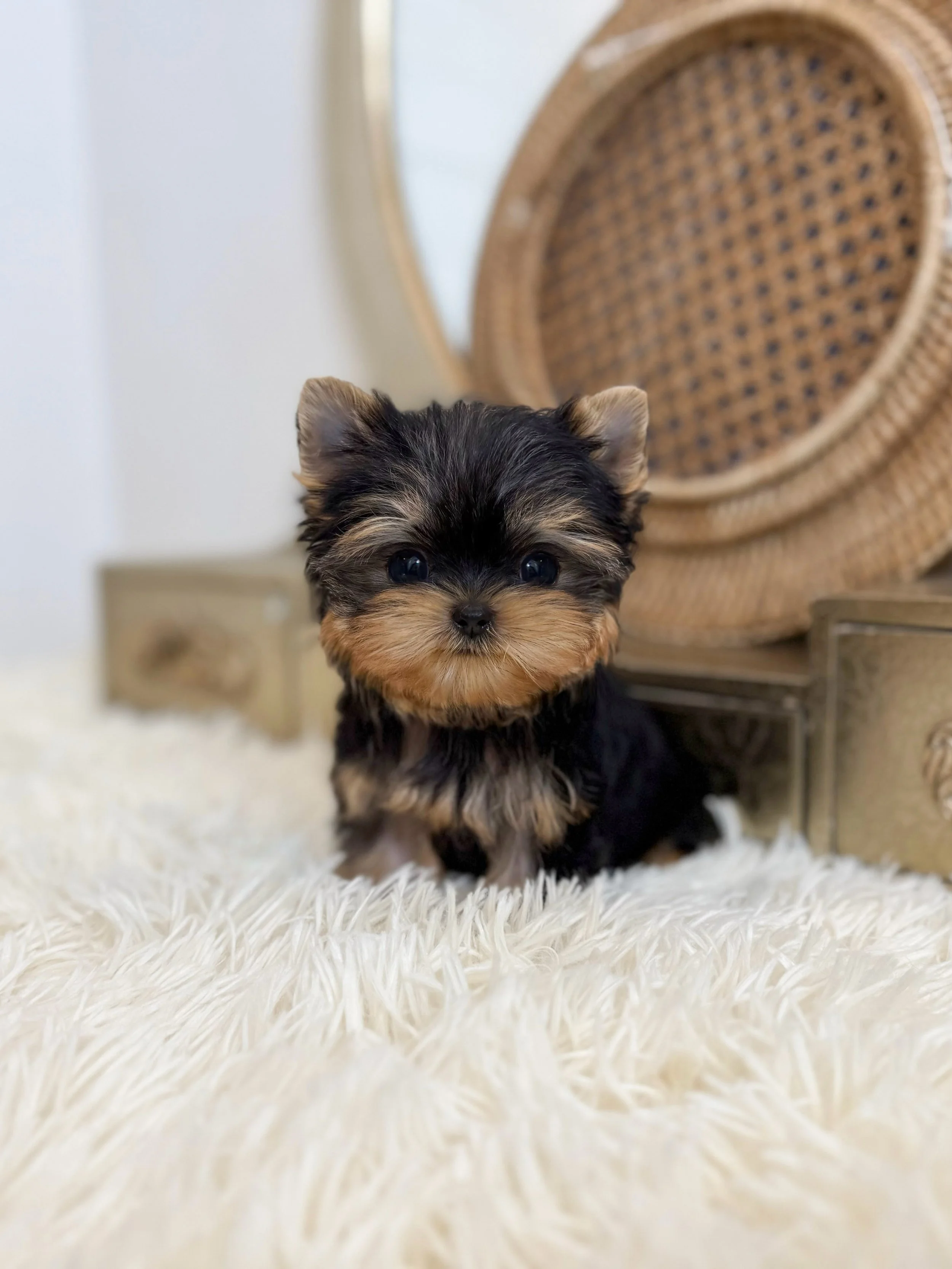 Pocket Pet Teacup Dog