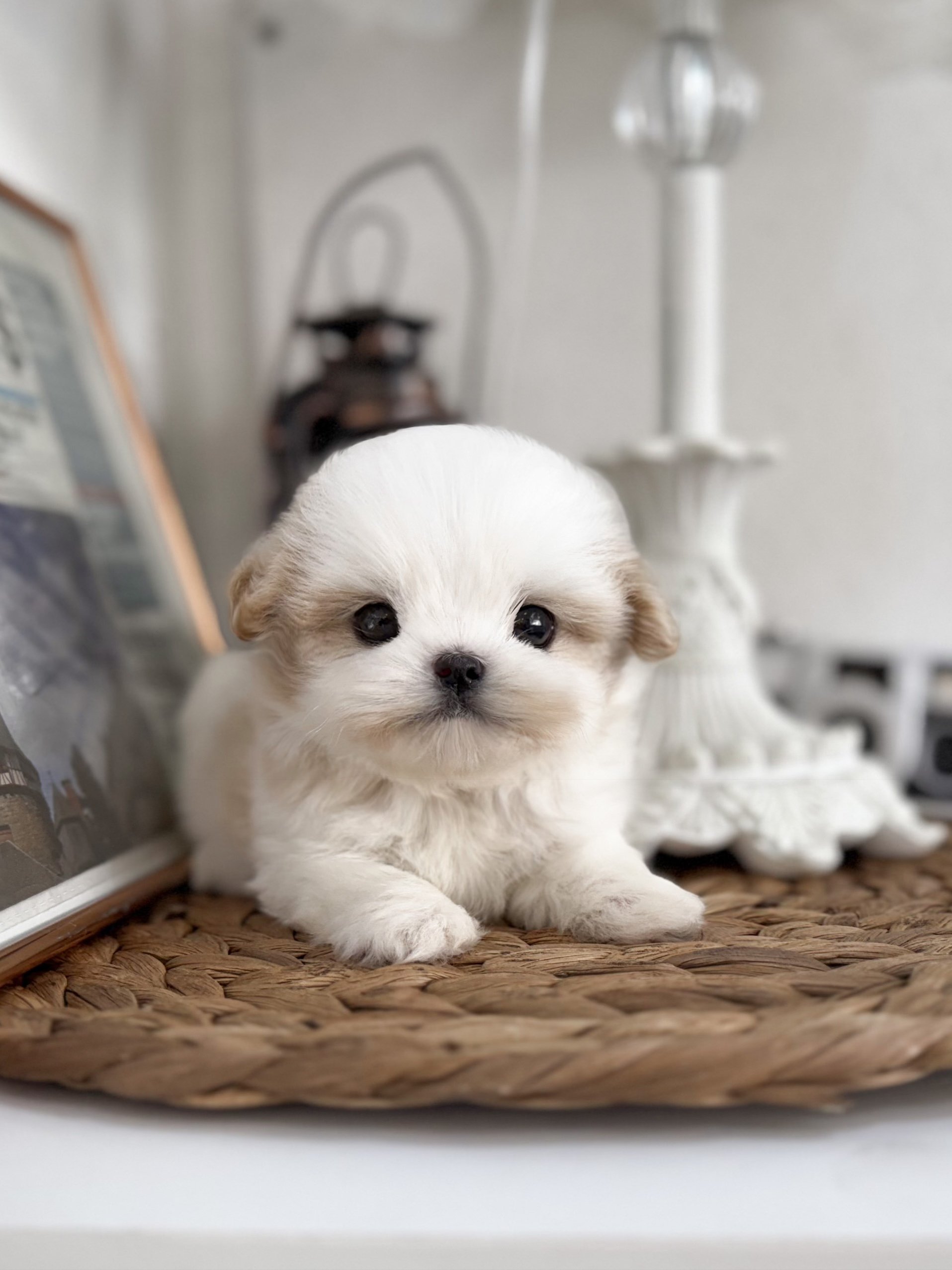 Pocket Pet Teacup Dog