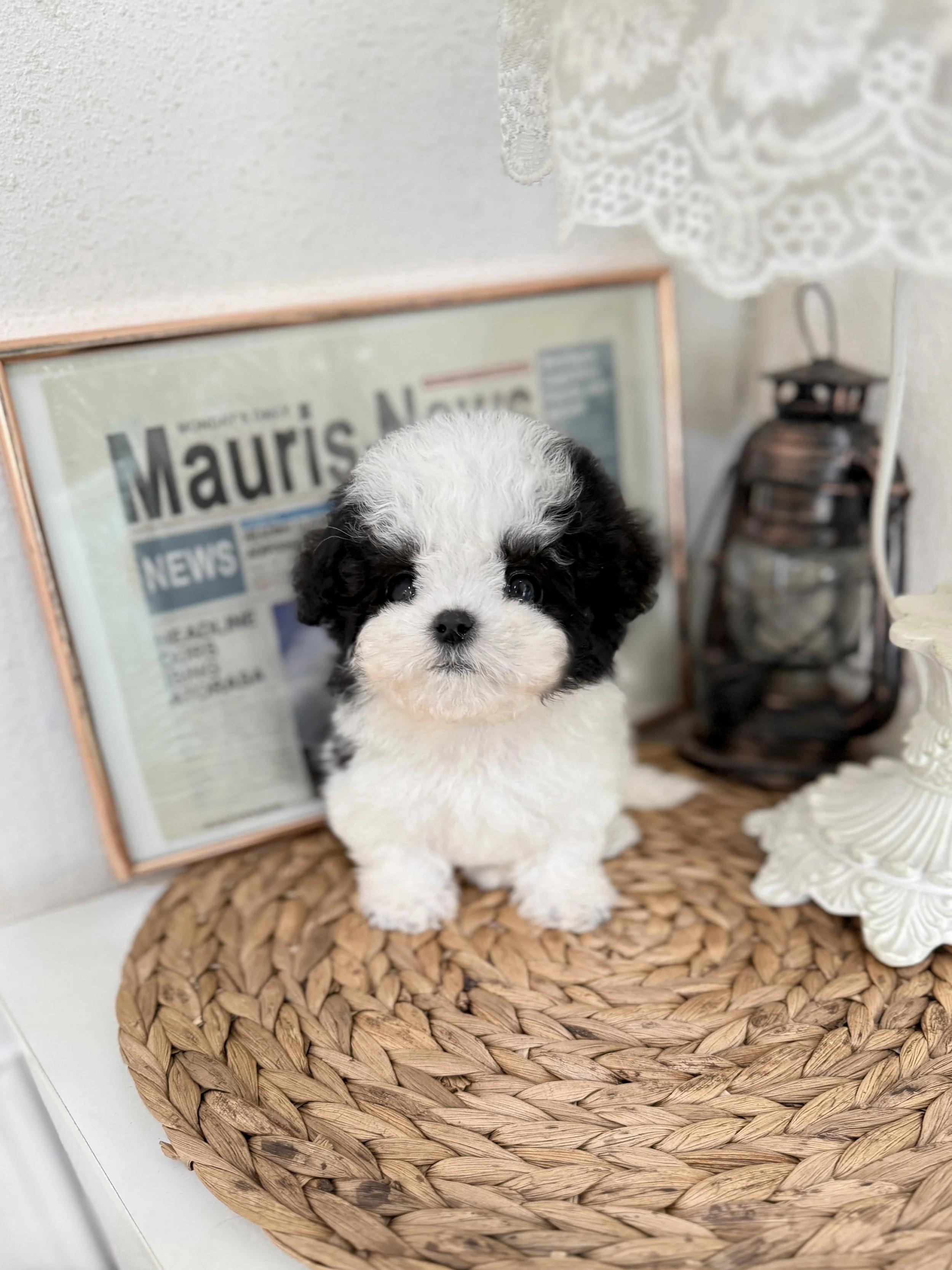 Pocket Pet Teacup Dog