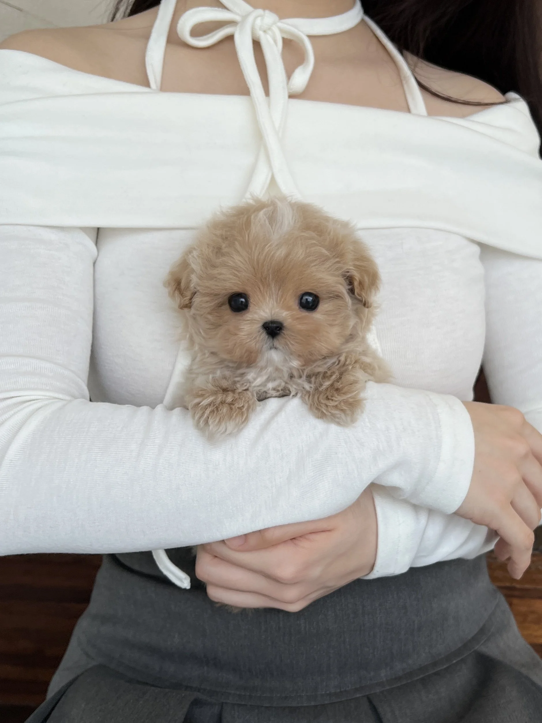 Pocket Pet Teacup Dog