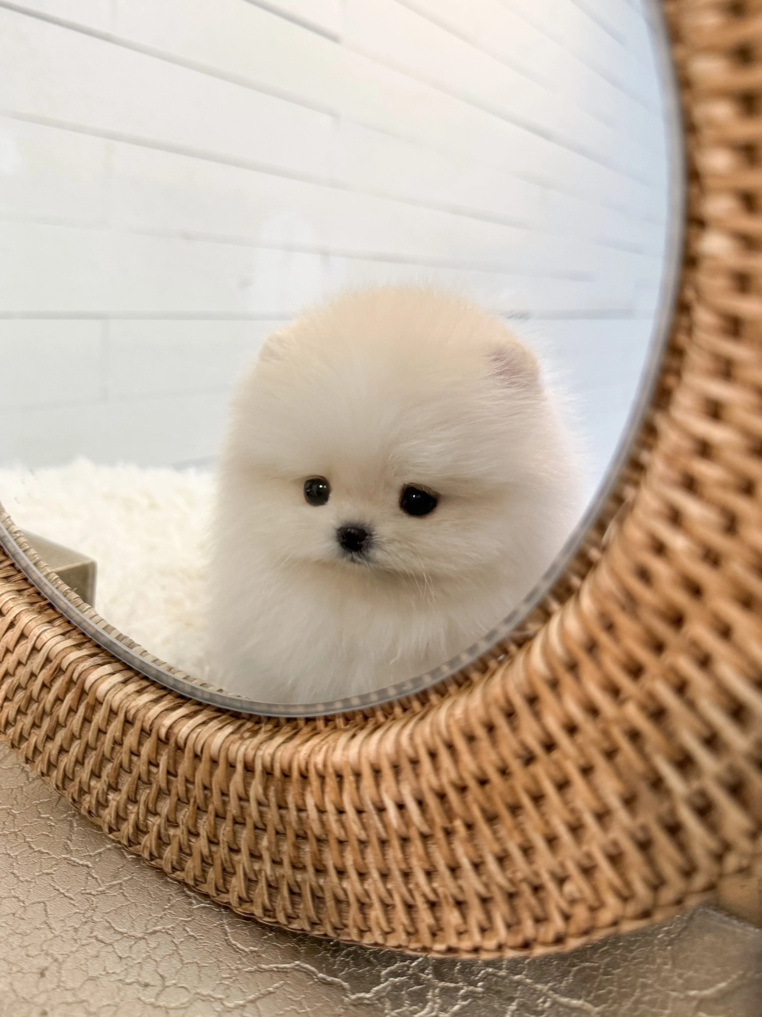Pocket Pet Teacup Dog