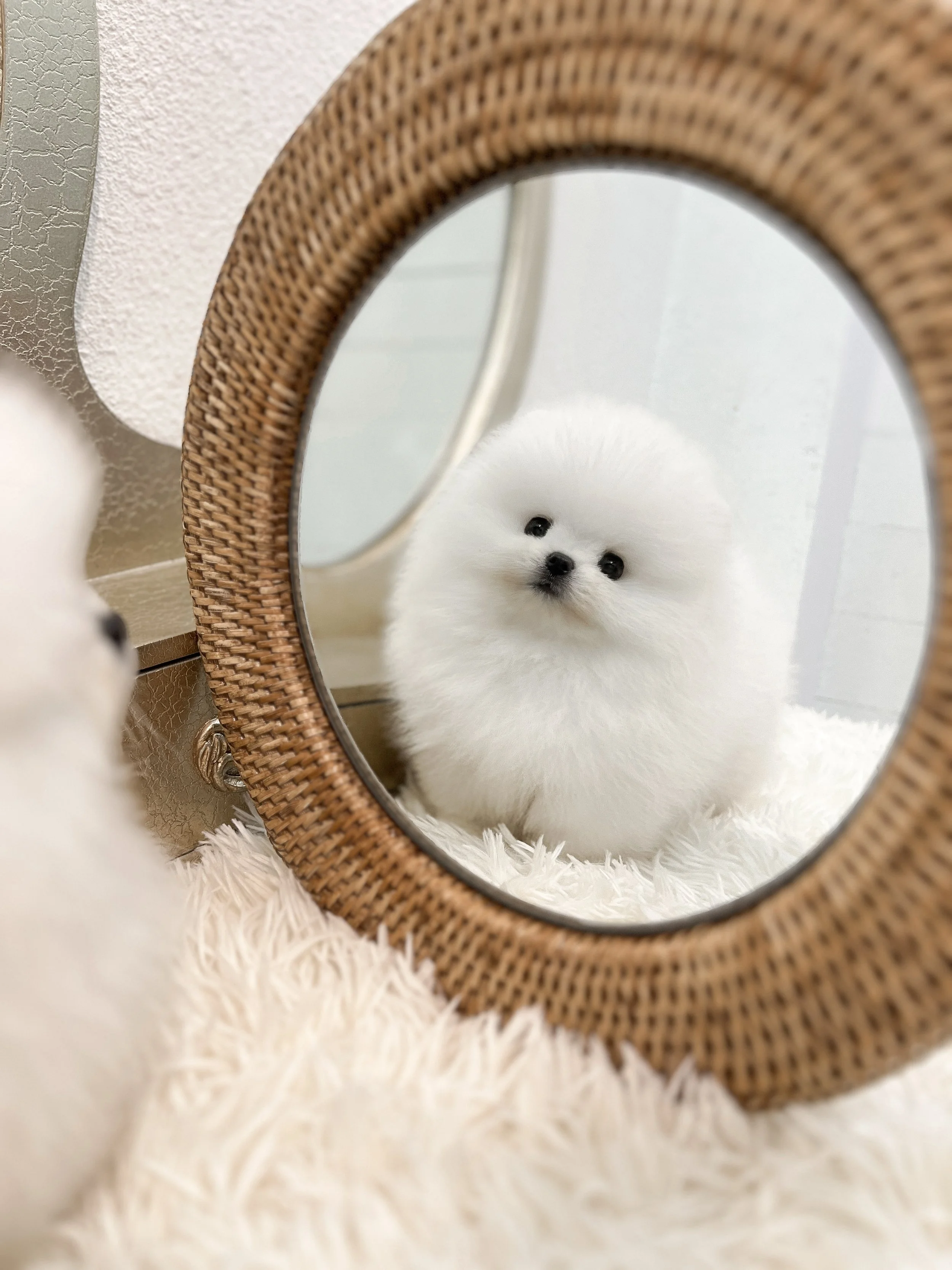 Pocket Pet Teacup Dog