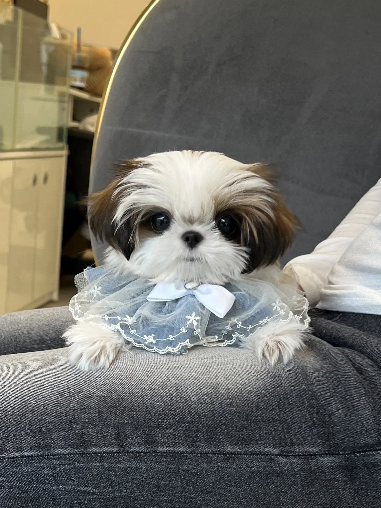 Pocket Pet Teacup Dog