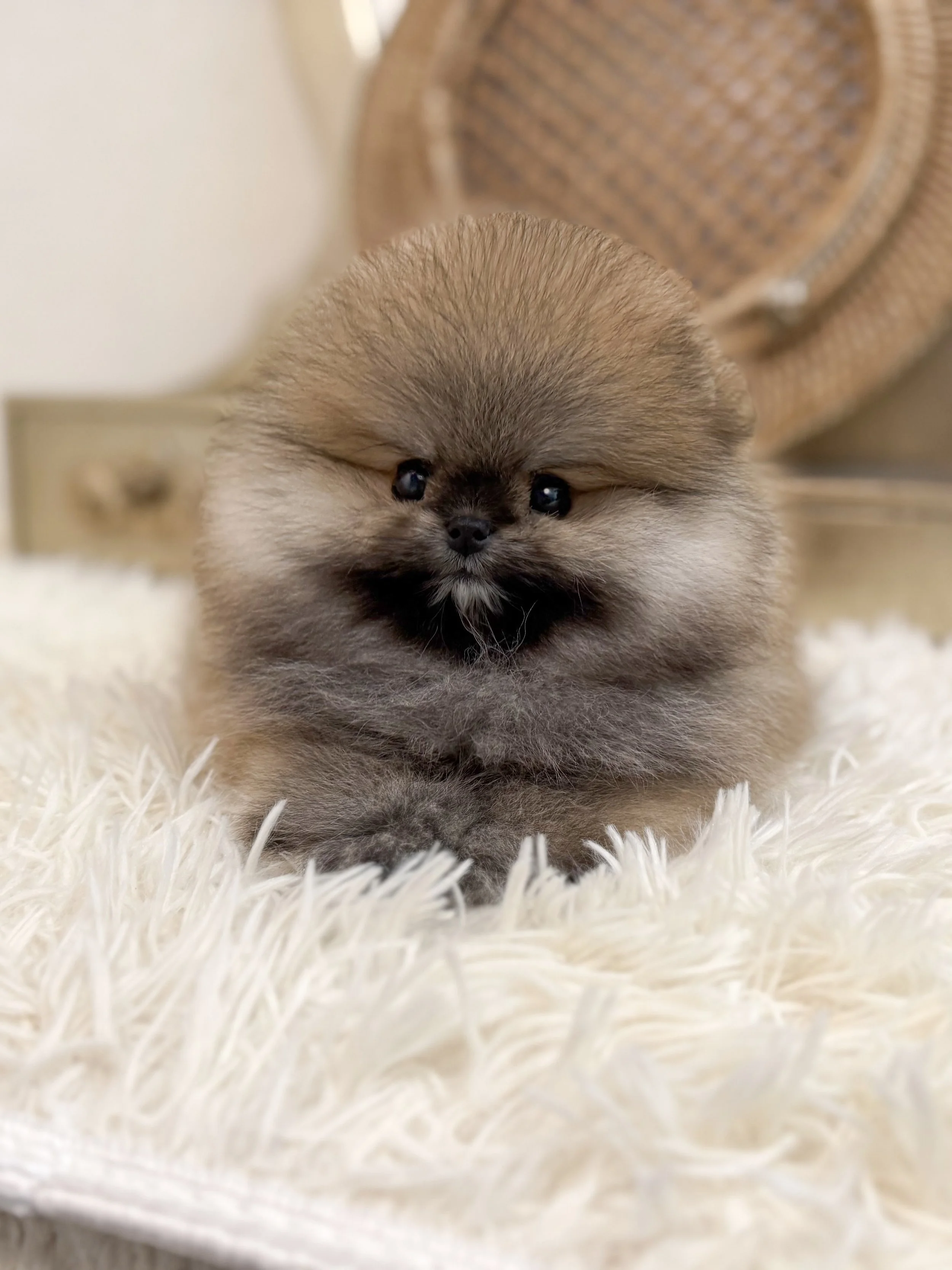 Pocket Pet Teacup Dog