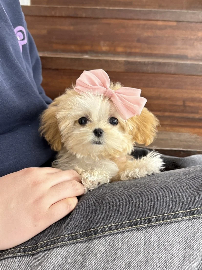 Pocket Pet Teacup Dog