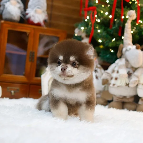 Pocket Pet Teacup Dog