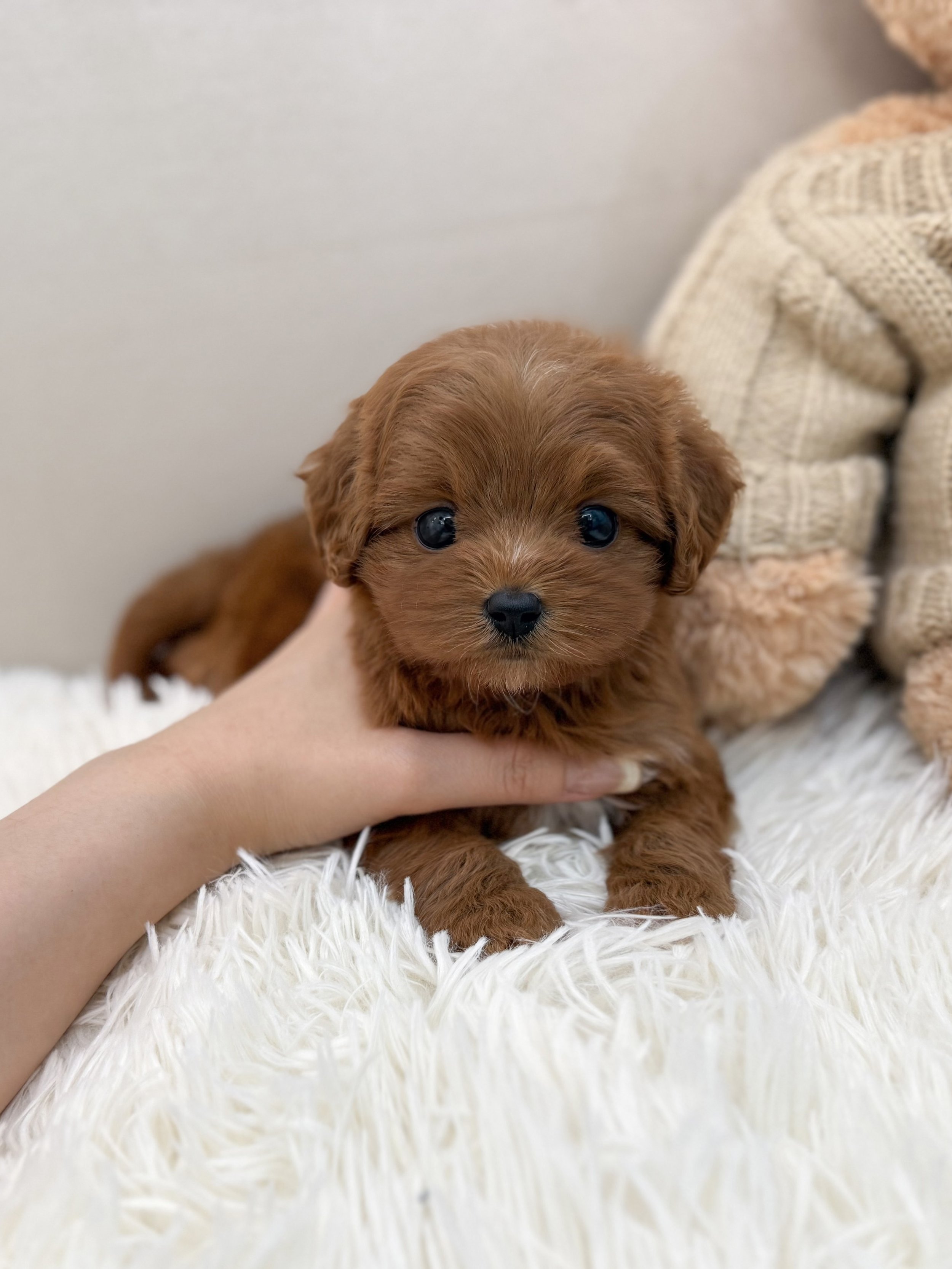 Pocket Pet Teacup Dog