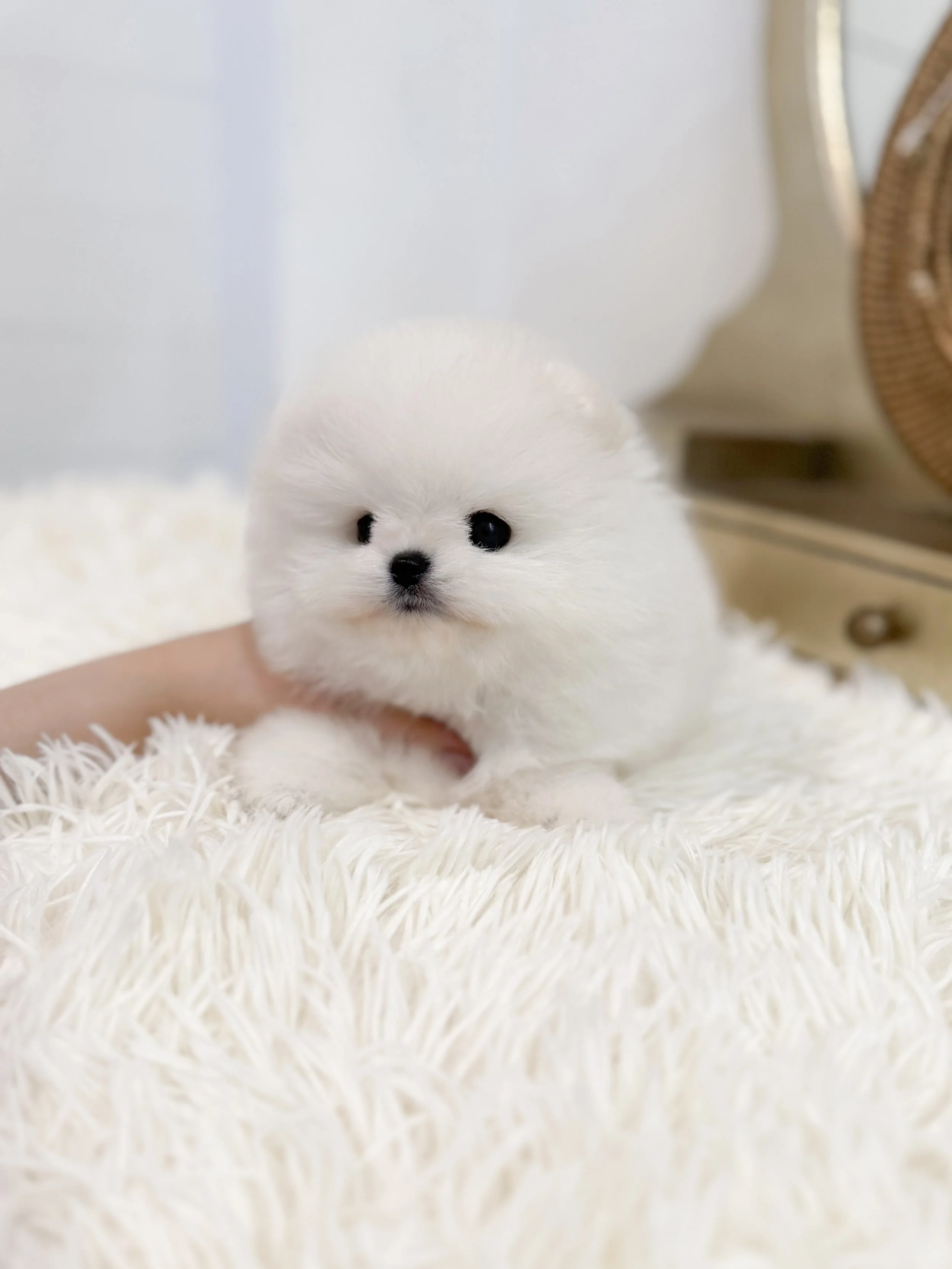 Pocket Pet Teacup Dog