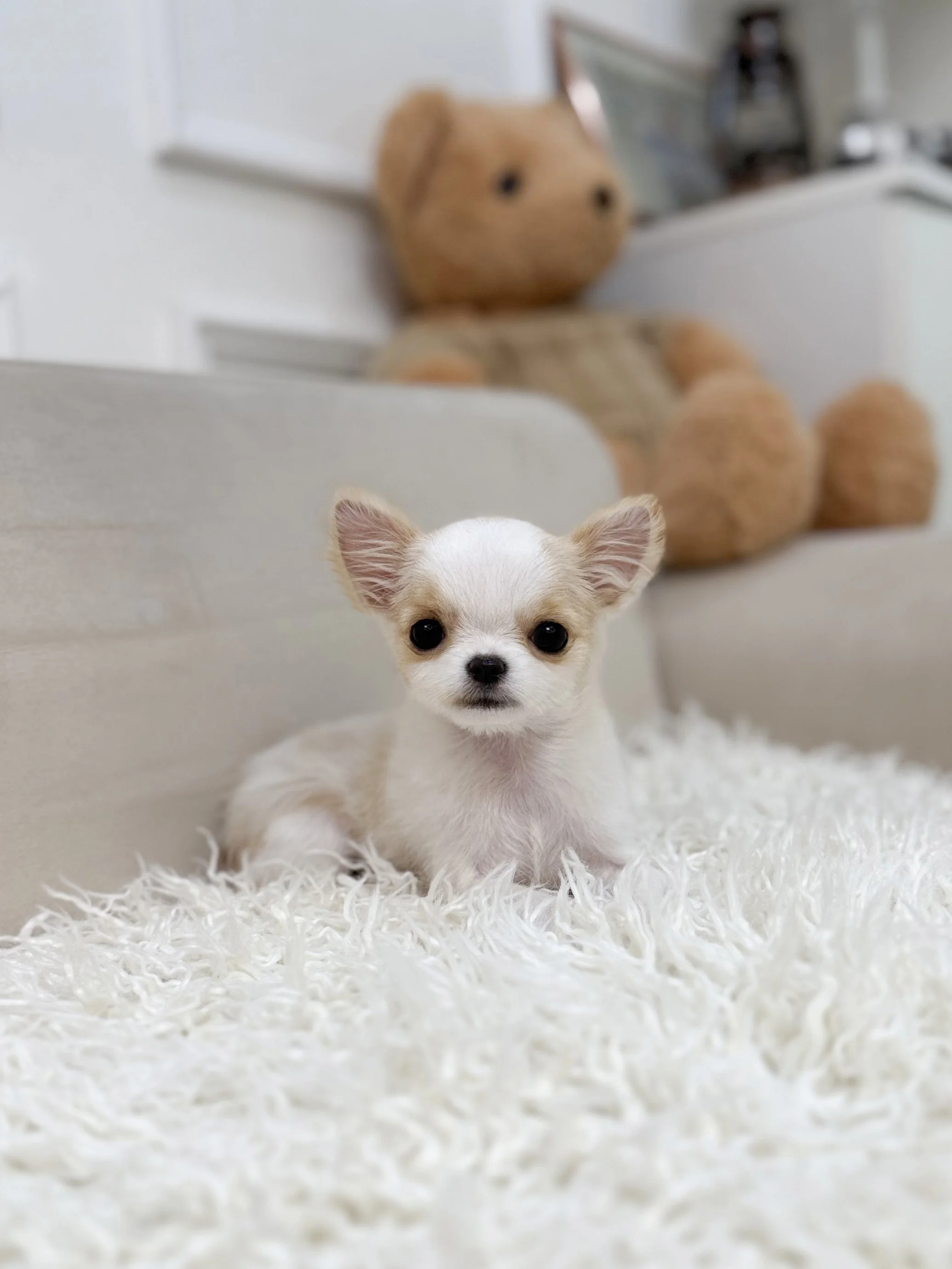 Pocket Pet Teacup Dog
