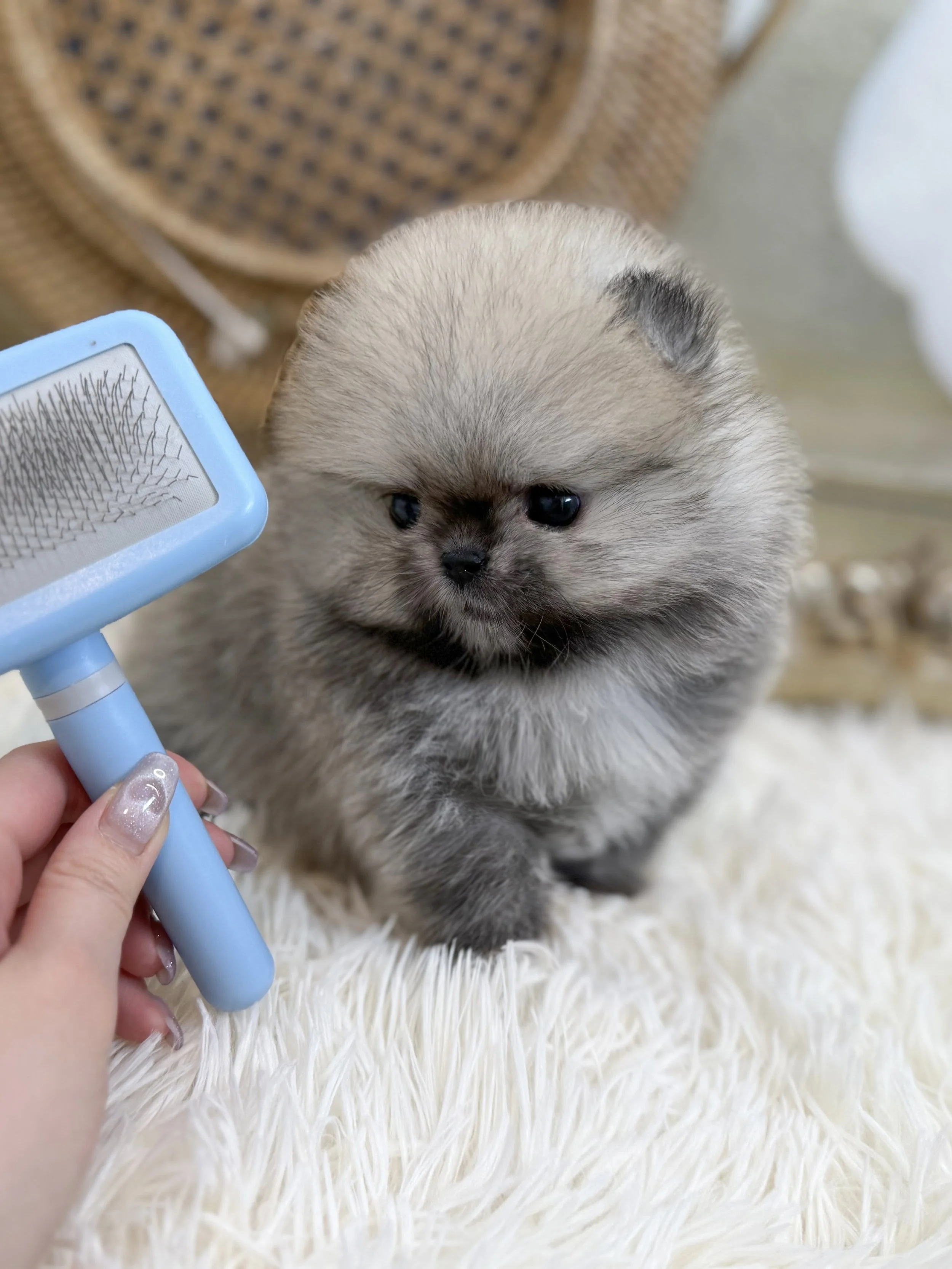 Pocket Pet Teacup Dog