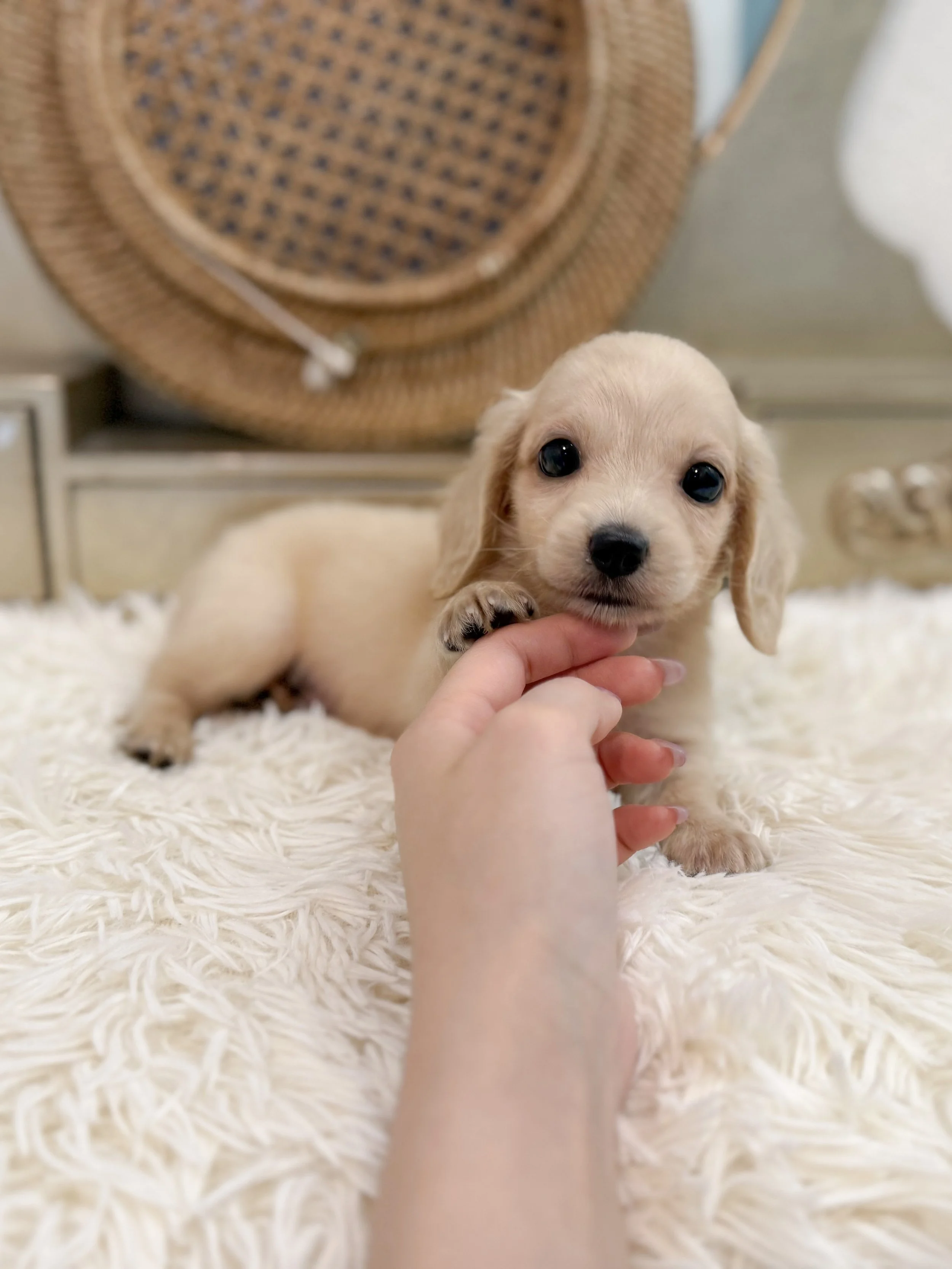 Pocket Pet Teacup Dog