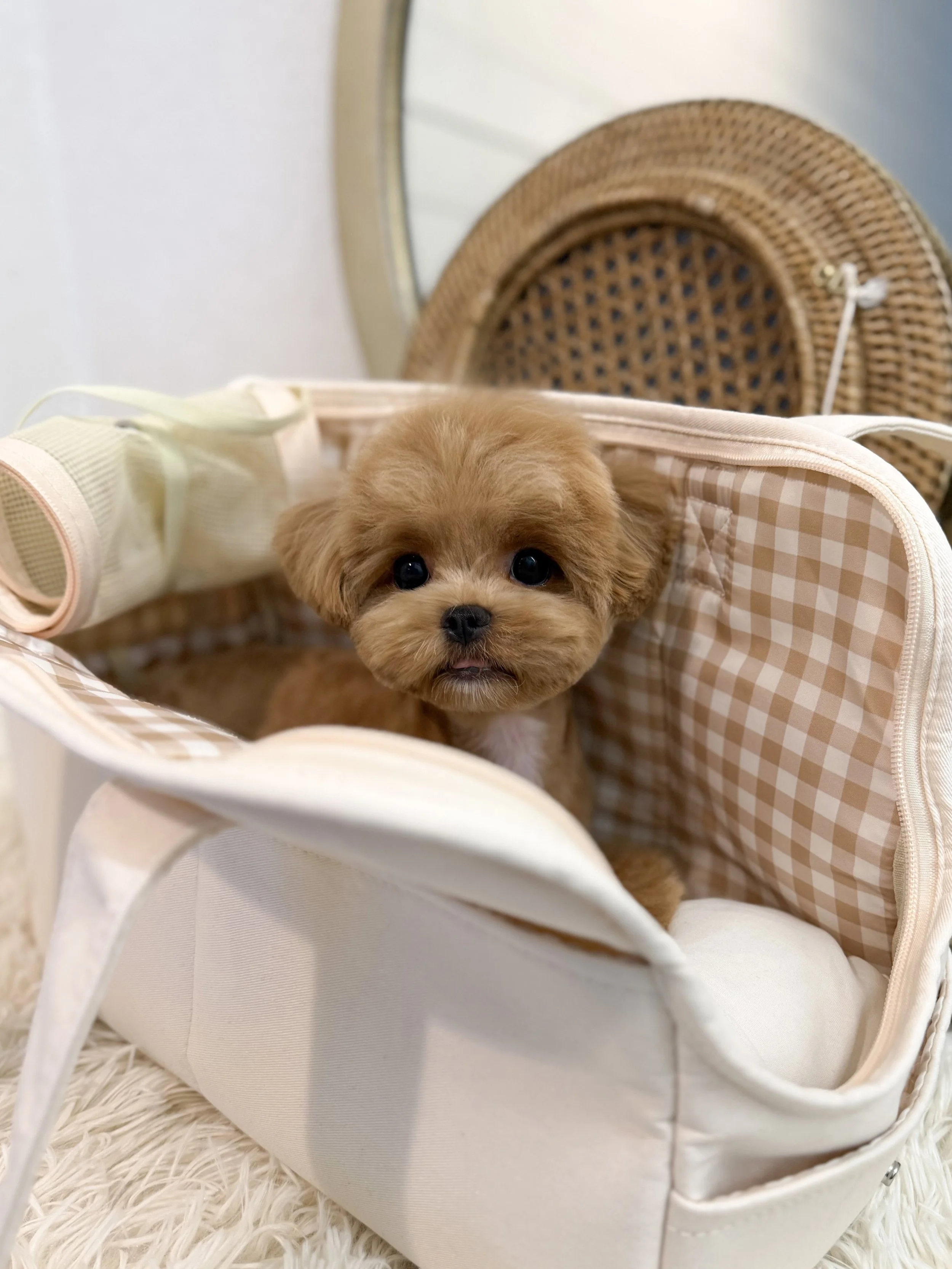 Pocket Pet Teacup Dog