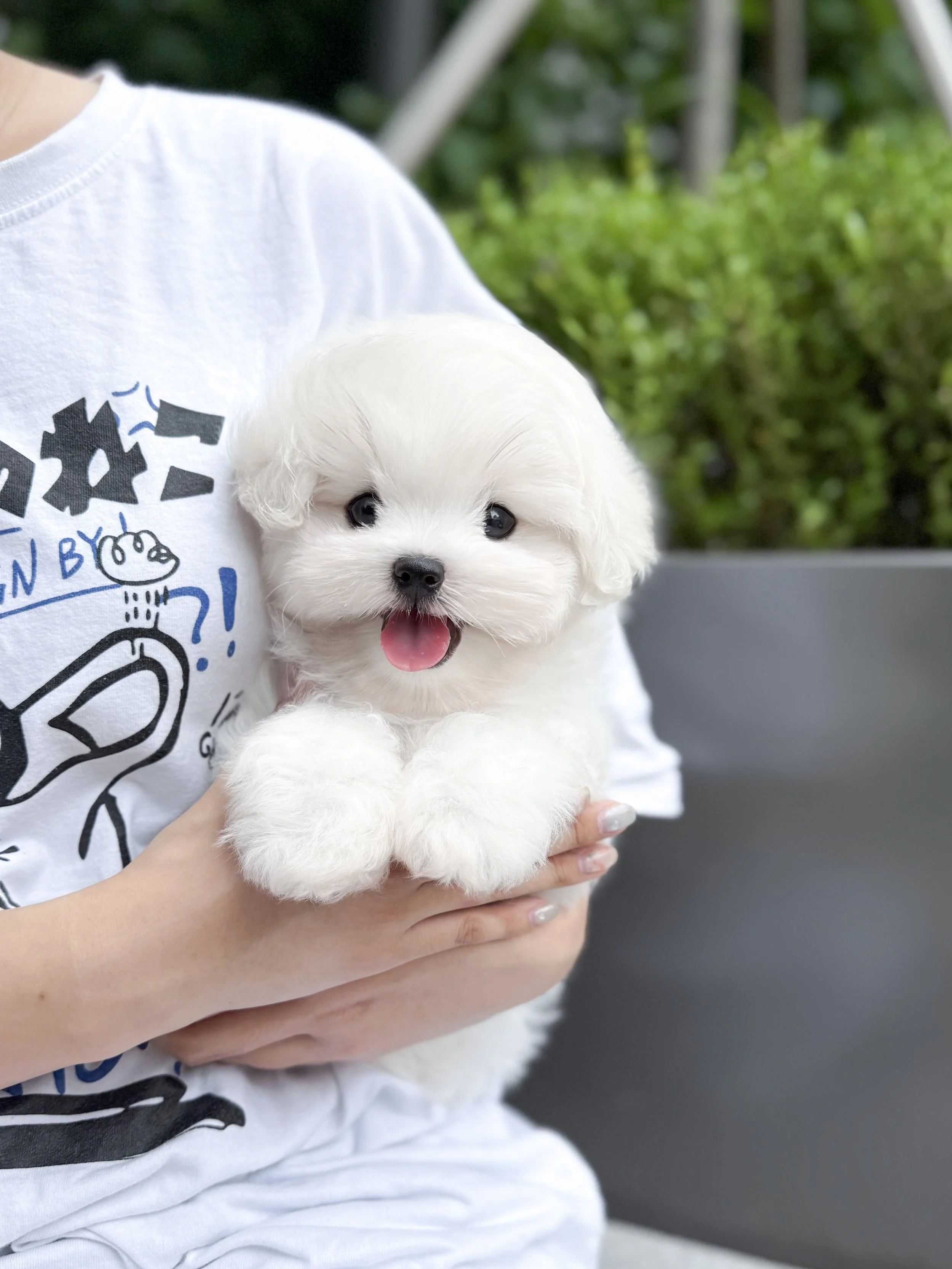 Pocket Pet Teacup Dog