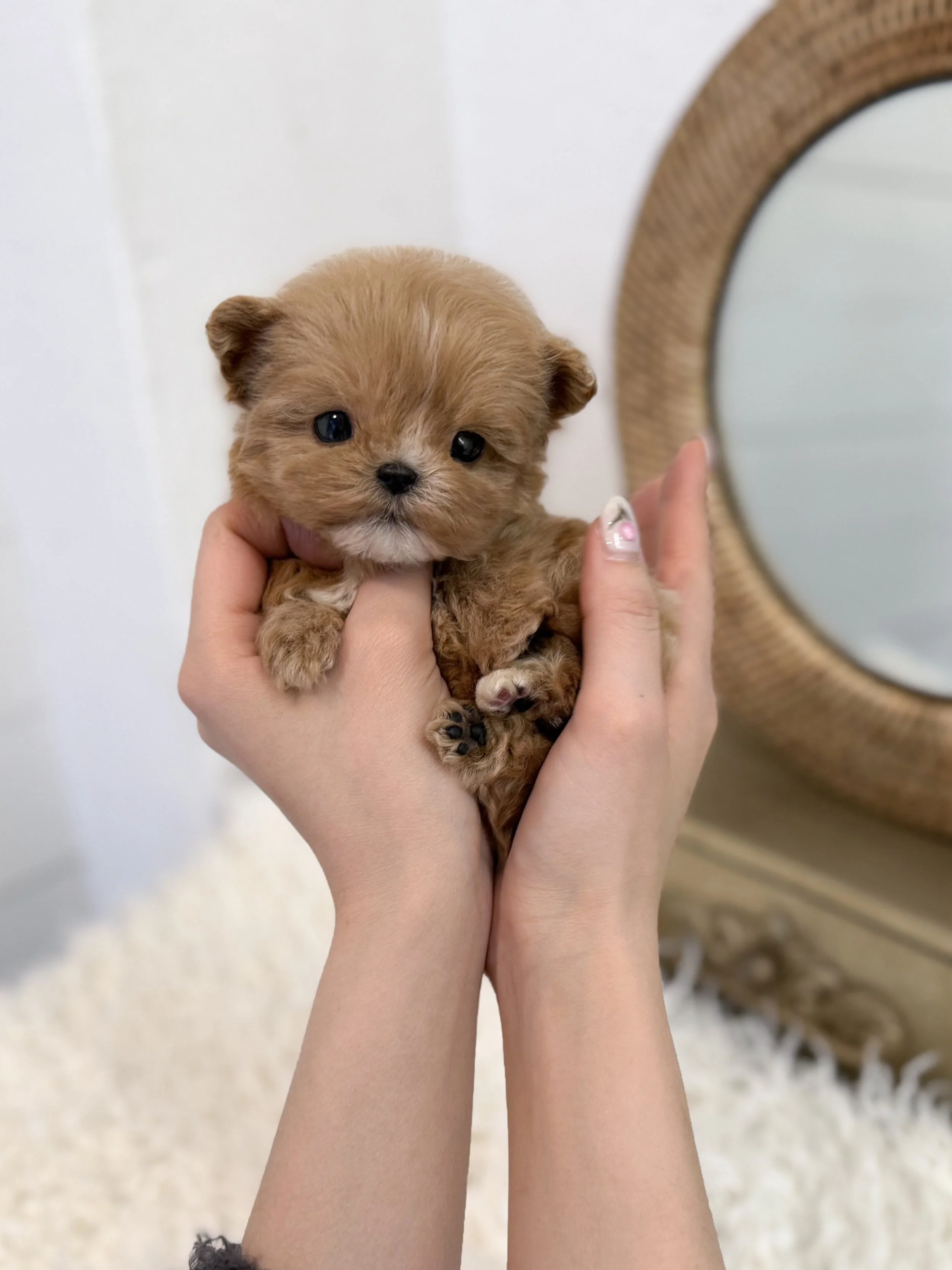 Pocket Pet Teacup Dog