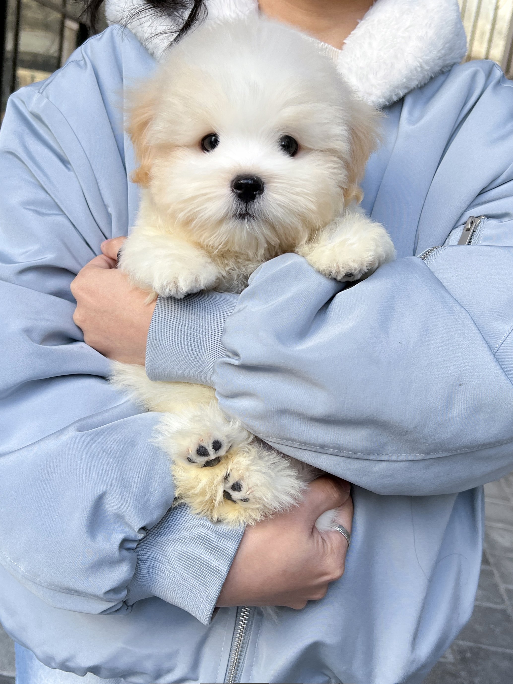 Pocket Pet Teacup Dog