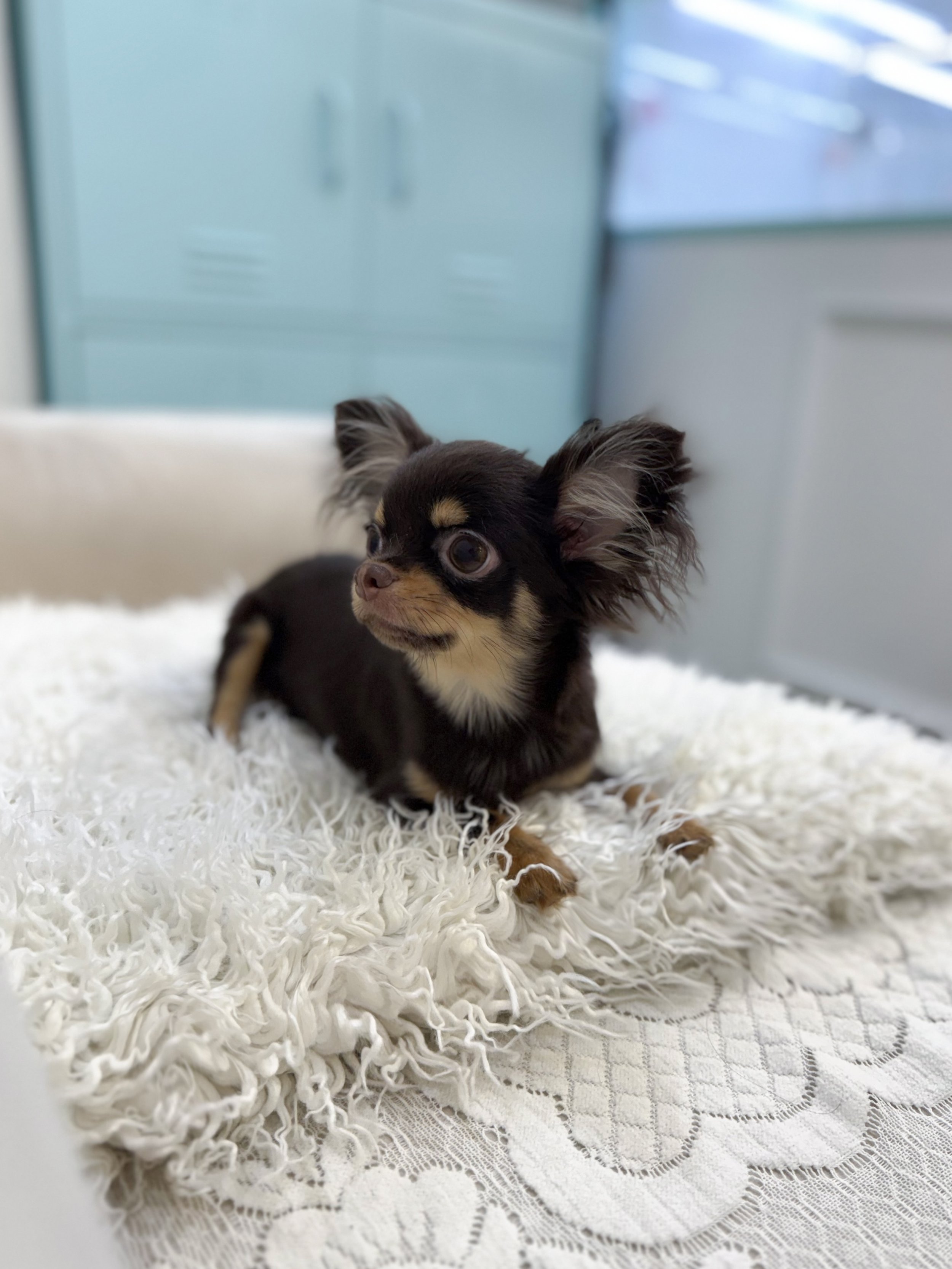 Pocket Pet Teacup Dog