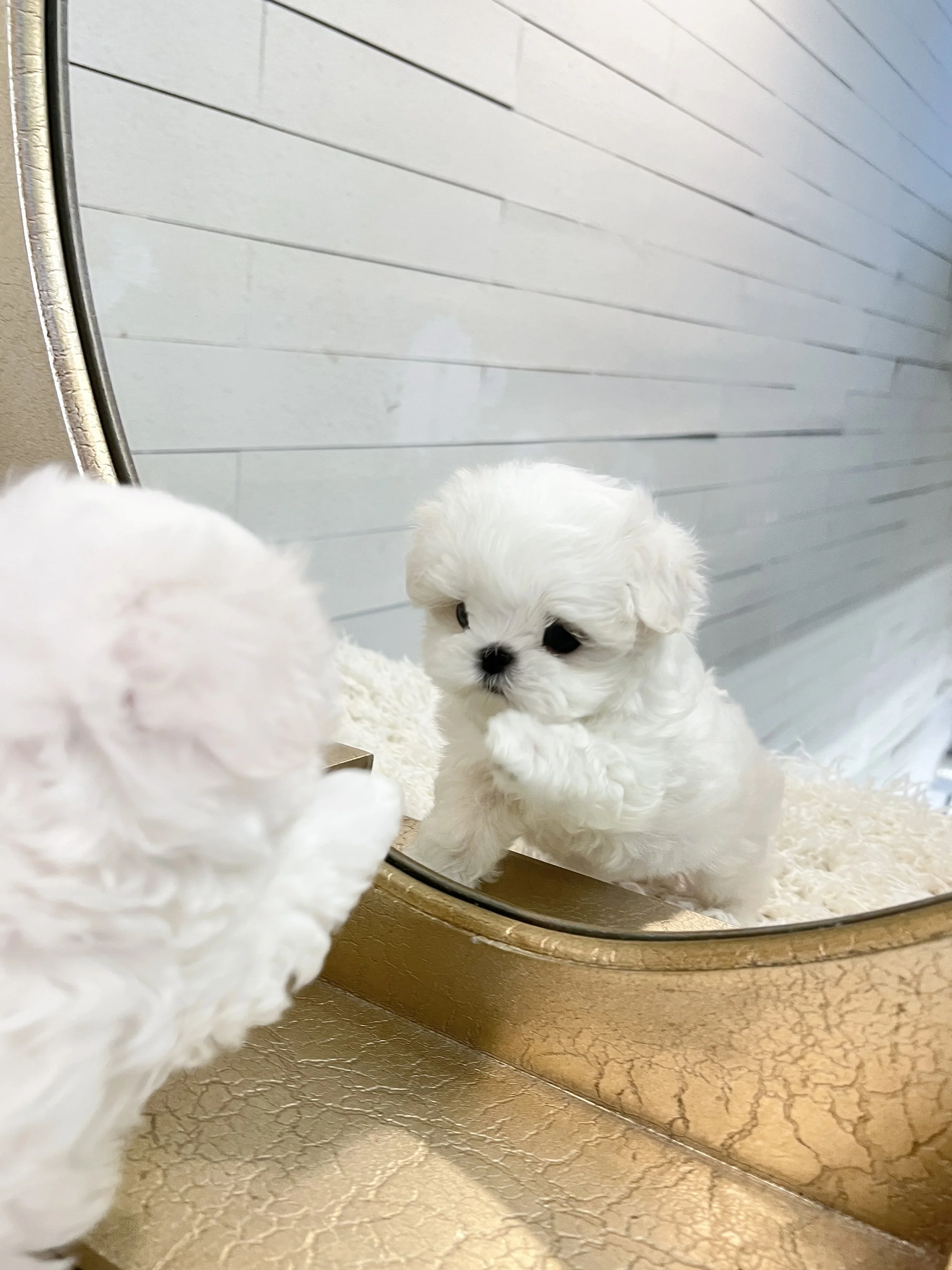 Pocket Pet Teacup Dog