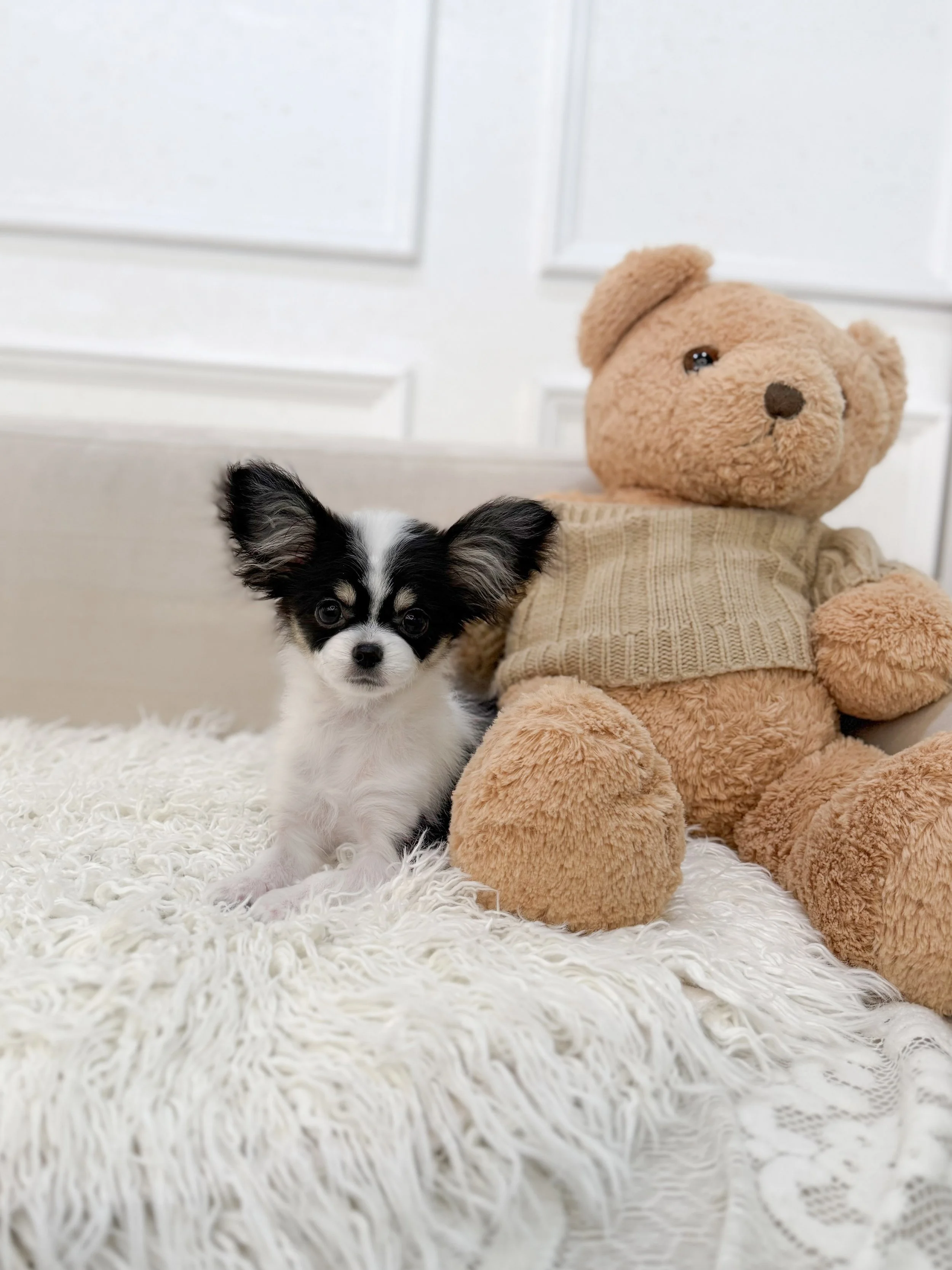 Pocket Pet Teacup Dog