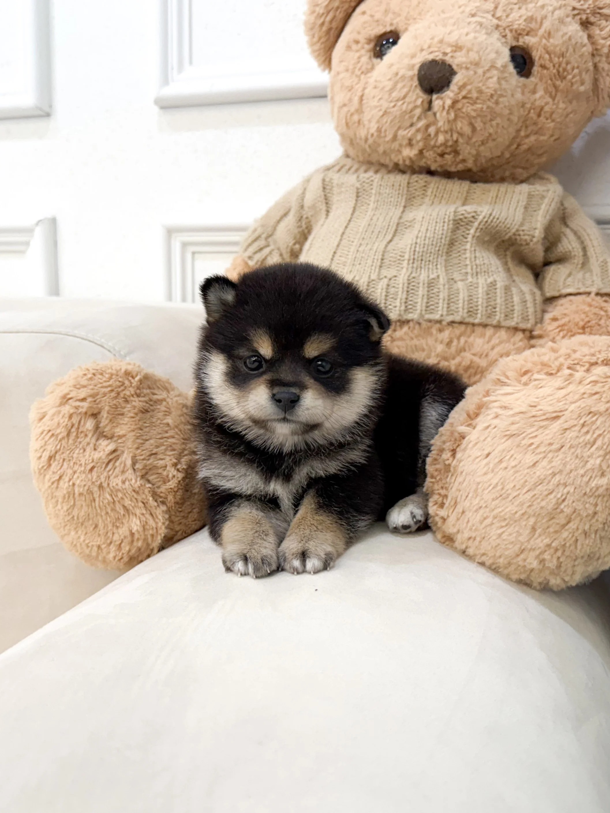 Pocket Pet Teacup Dog