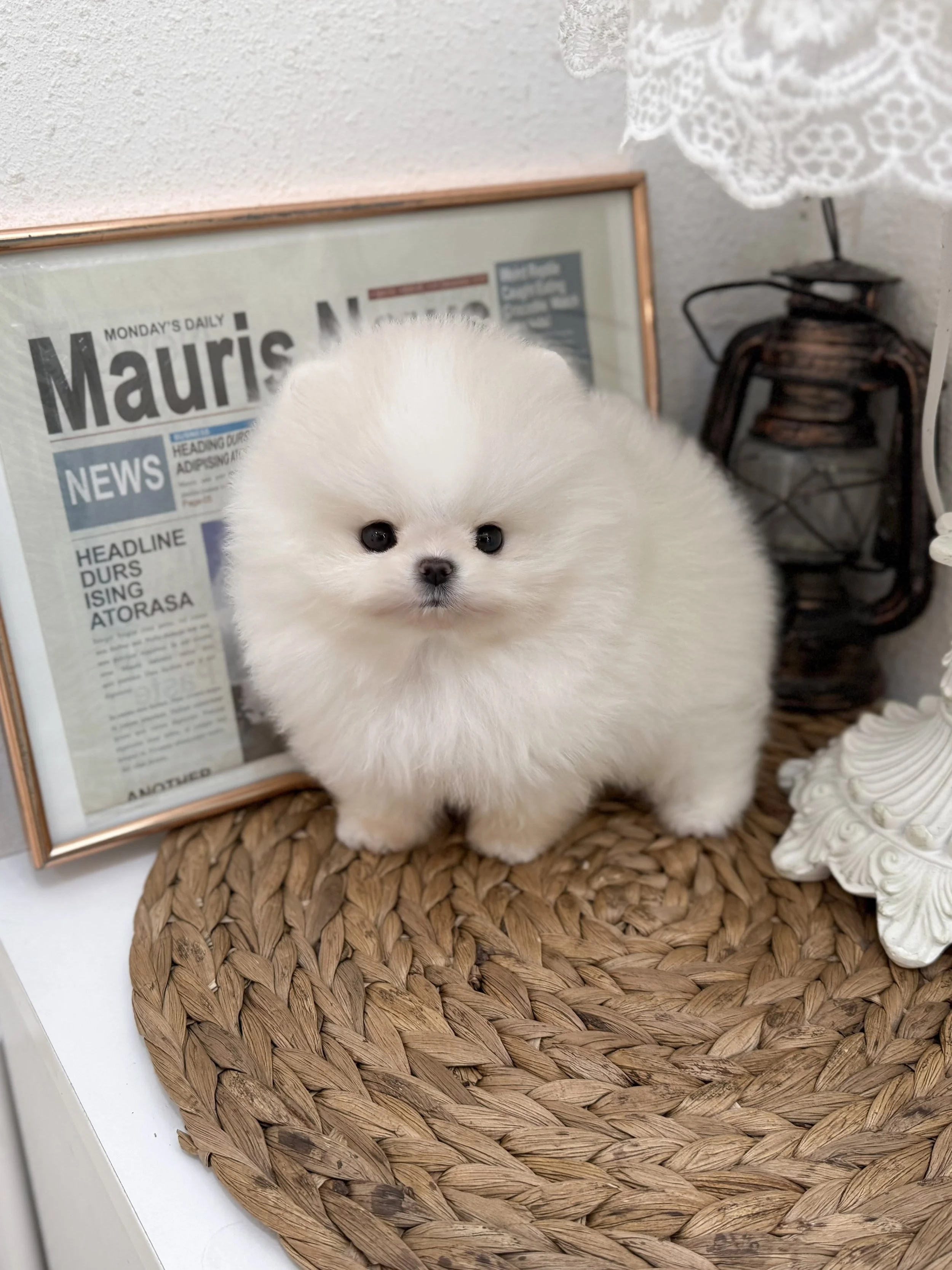 Pocket Pet Teacup Dog