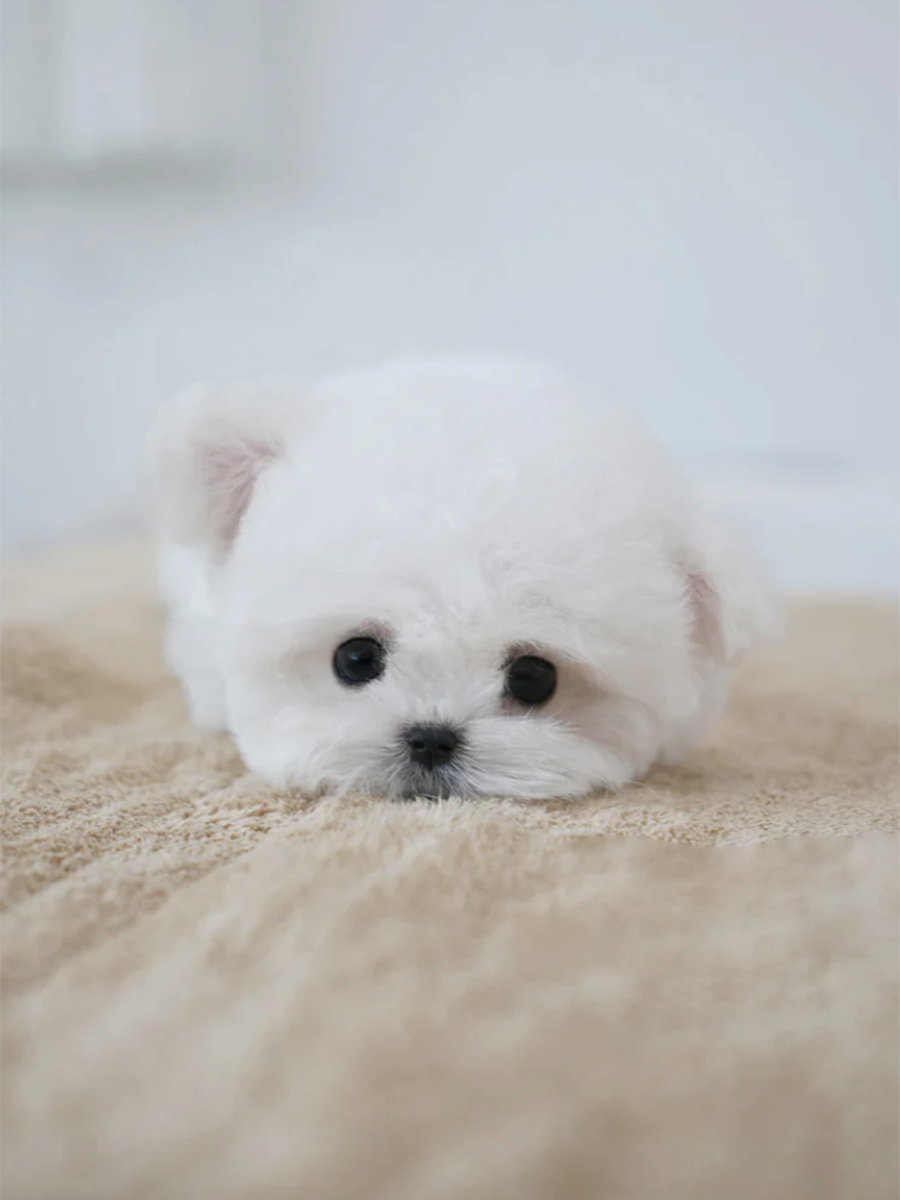 截屏2026-02-11 下午11.25.22.png