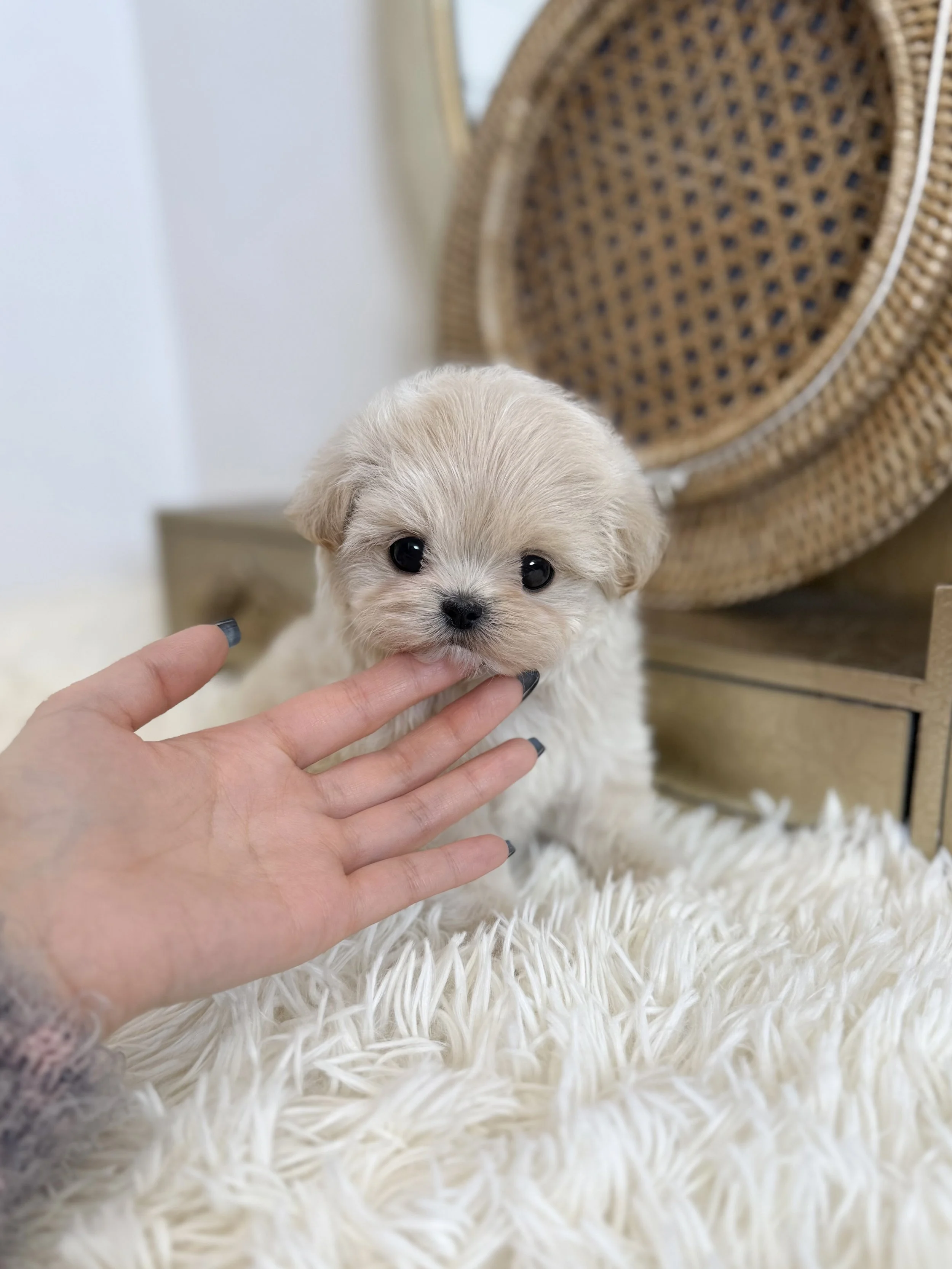 Pocket Pet Teacup Dog