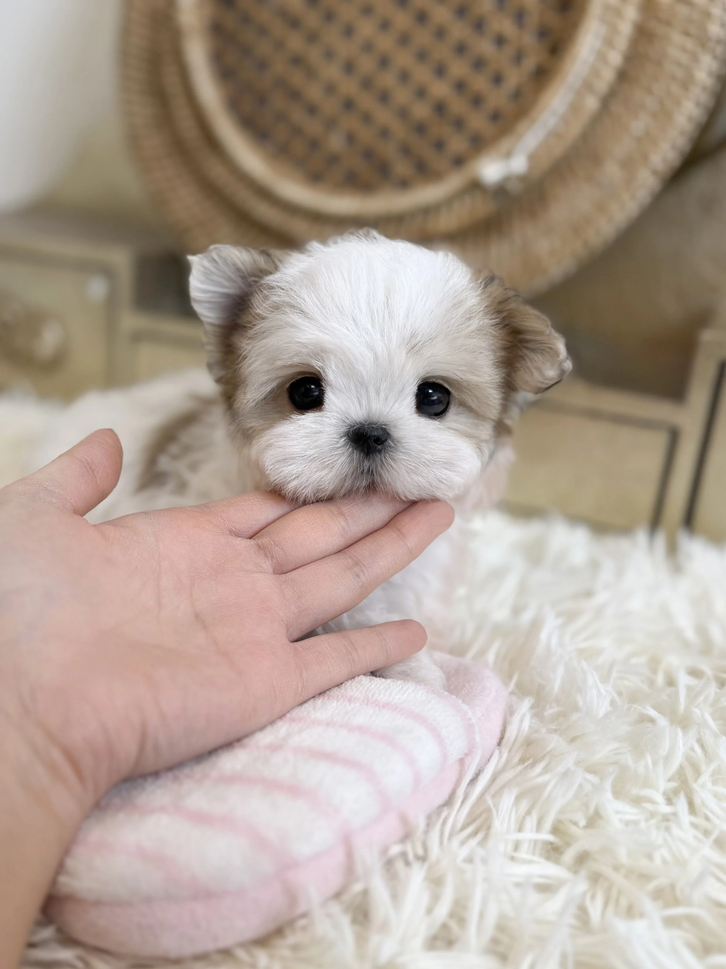 Pocket Pet Teacup Dog