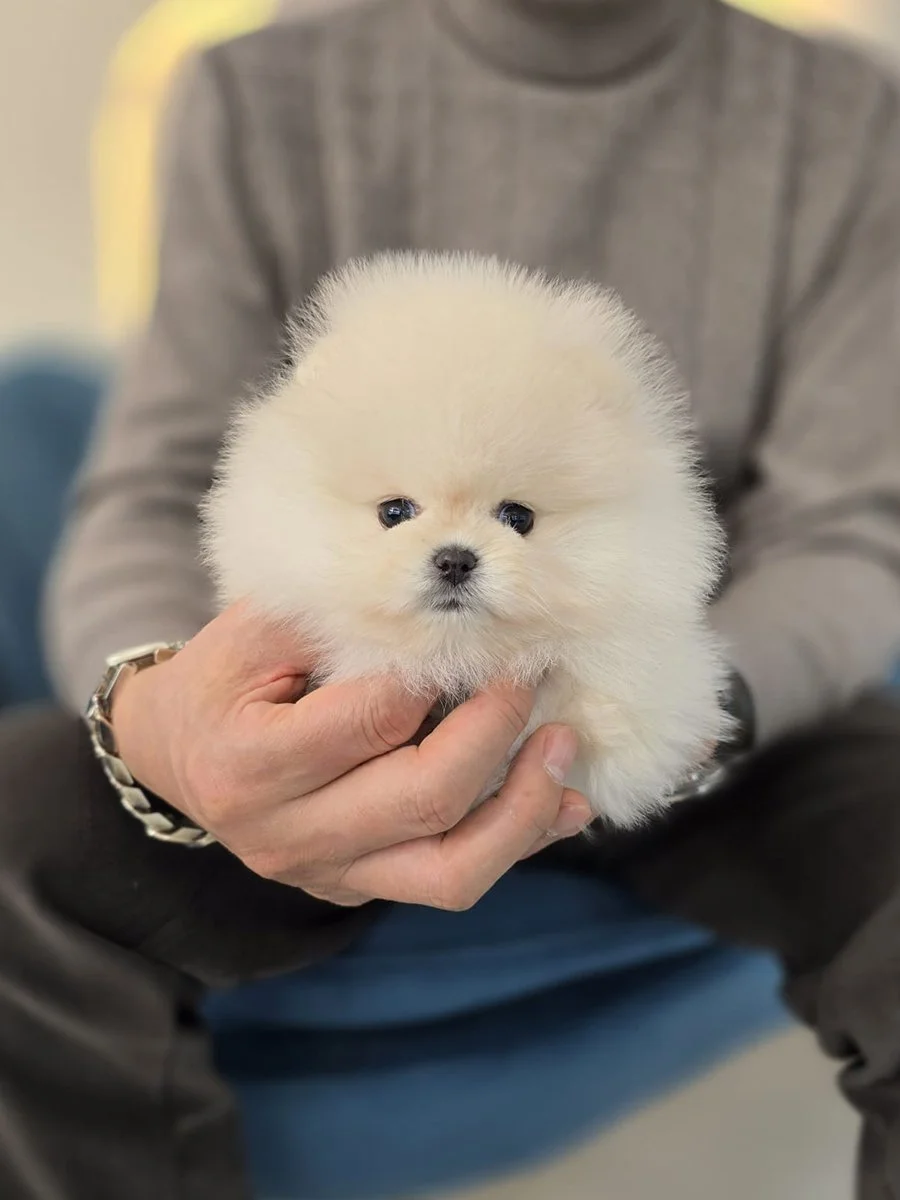 Pocket Pet Teacup Dog