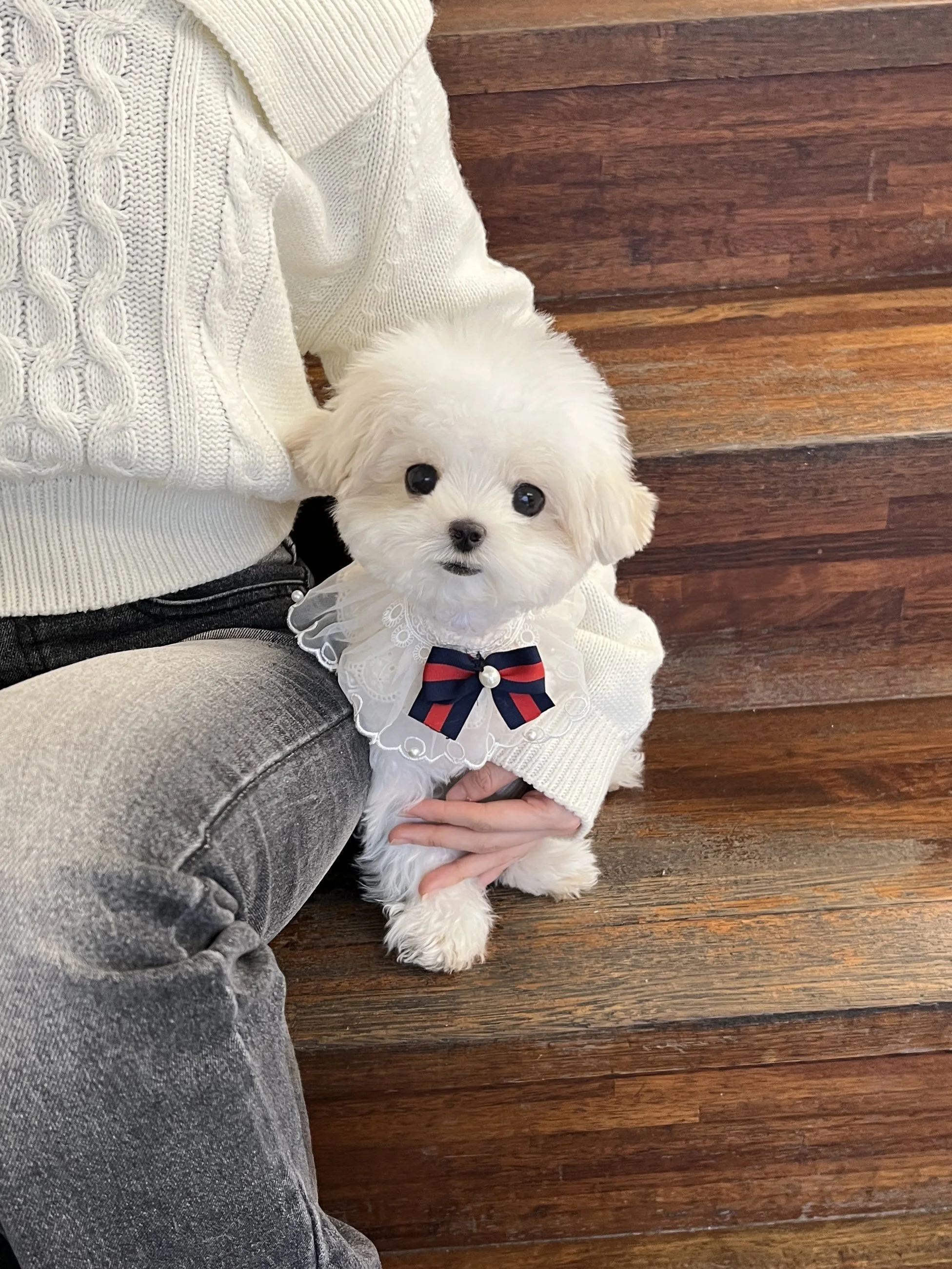 Pocket Pet Teacup Dog