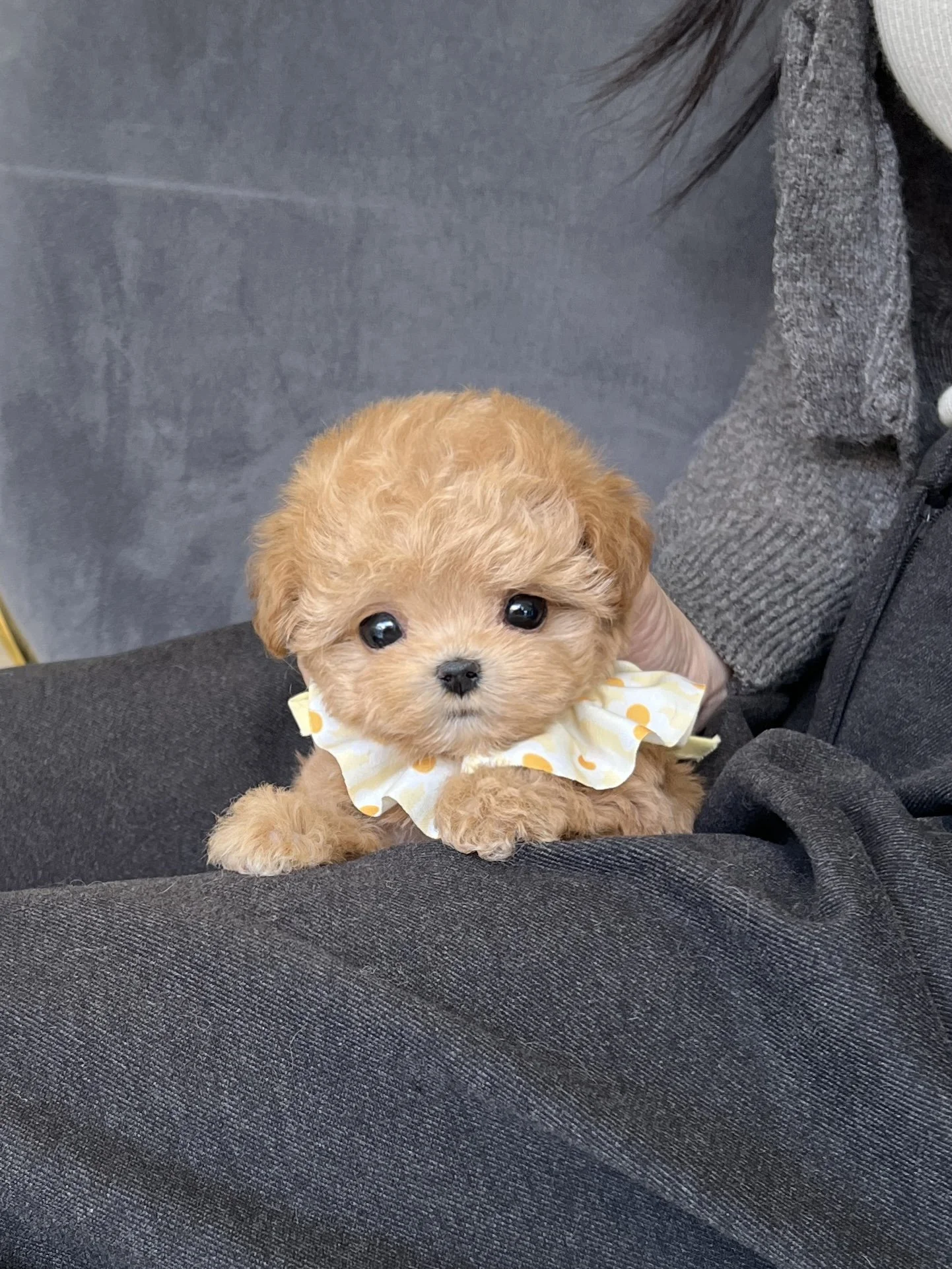 Pocket Pet Teacup Dog