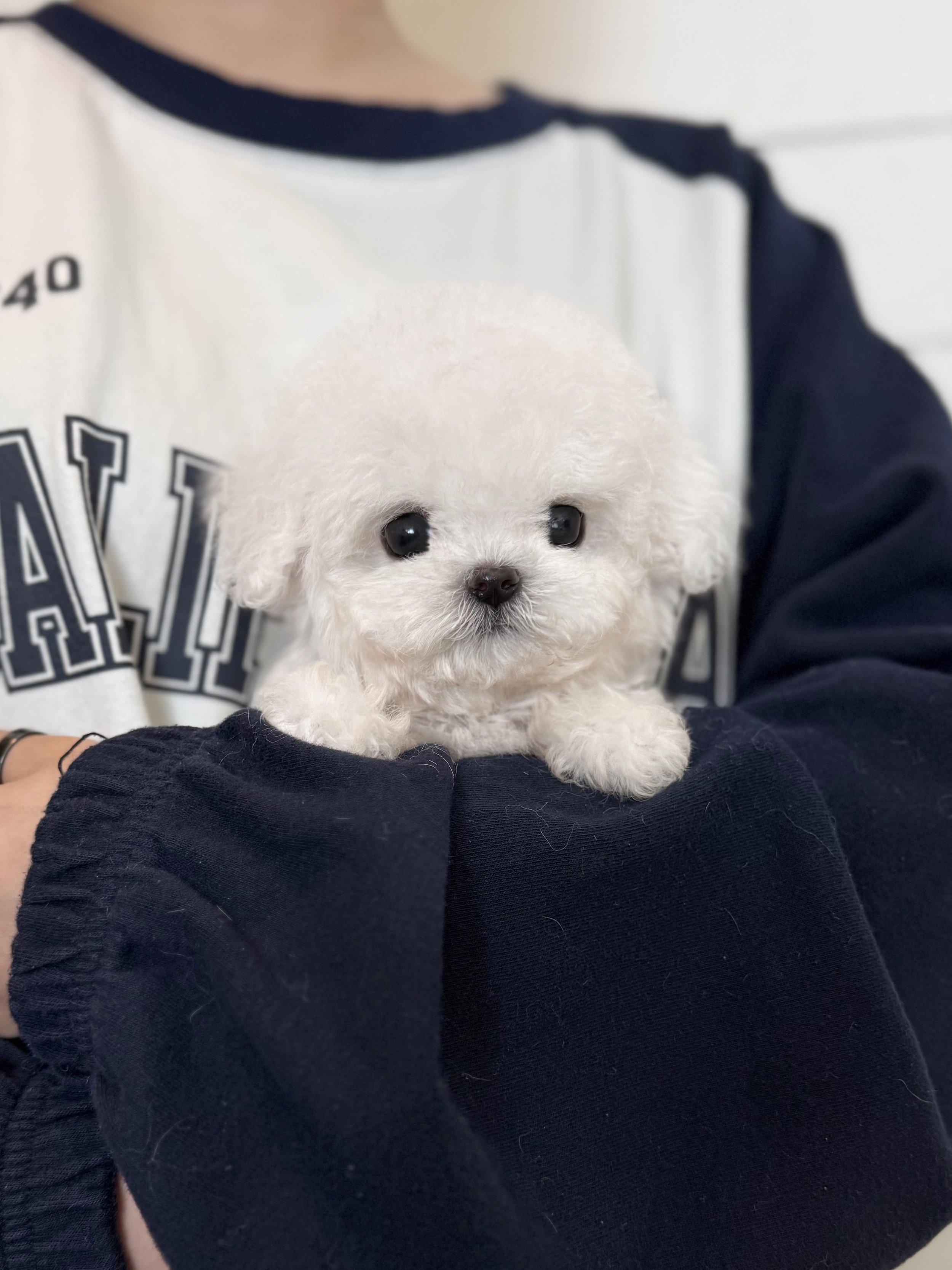 Pocket Pet Teacup Dog