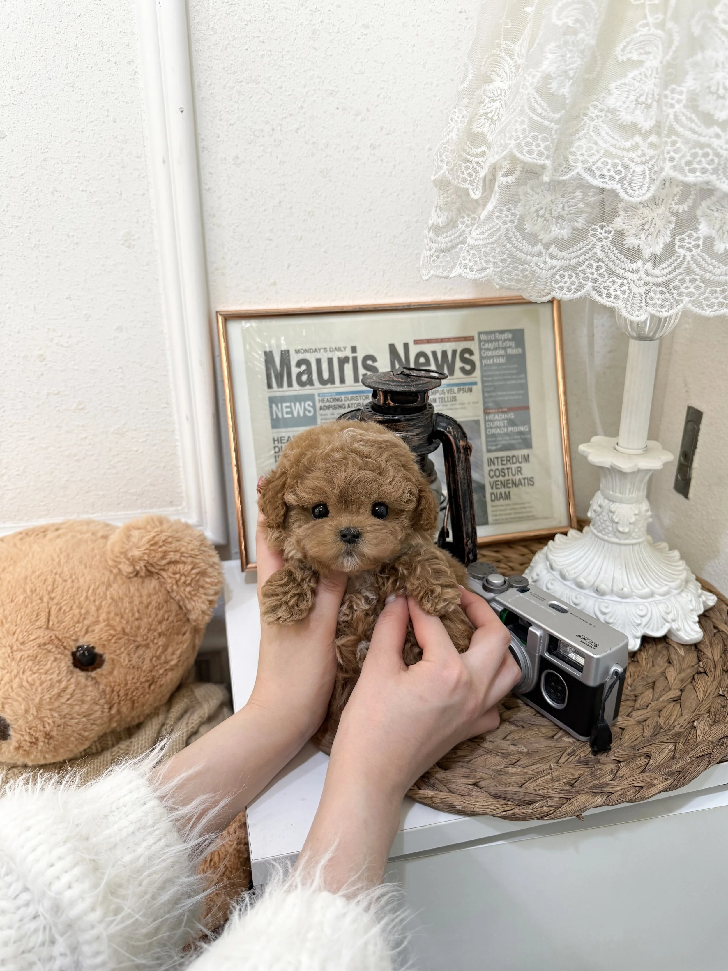 Pocket Pet Teacup Dog