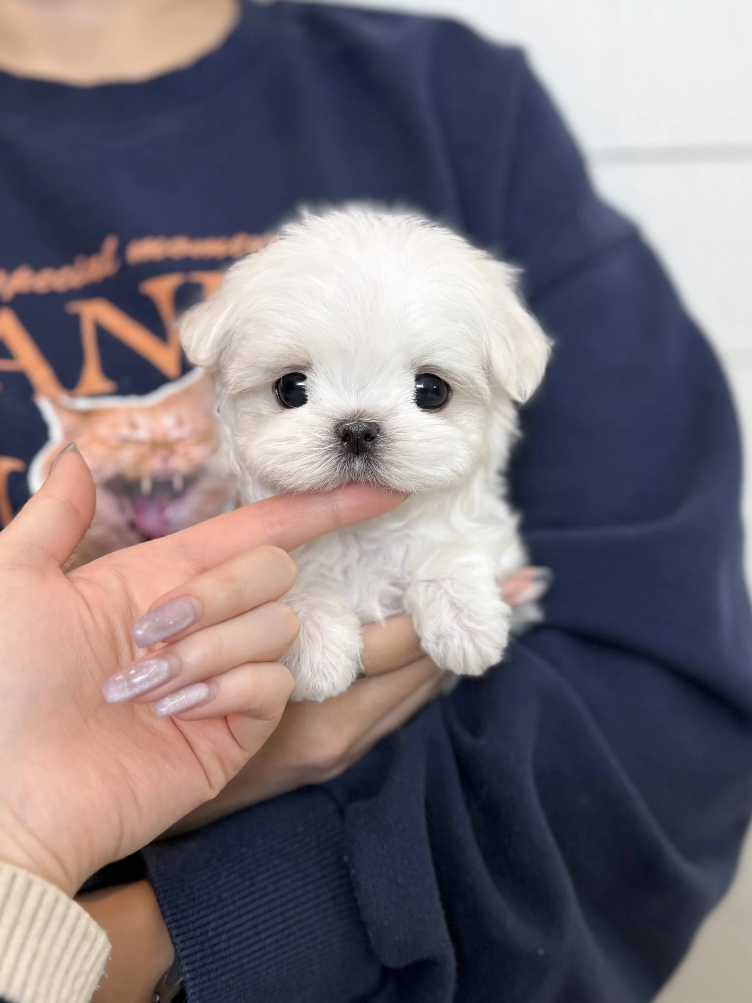 Pocket Pet Teacup Dog