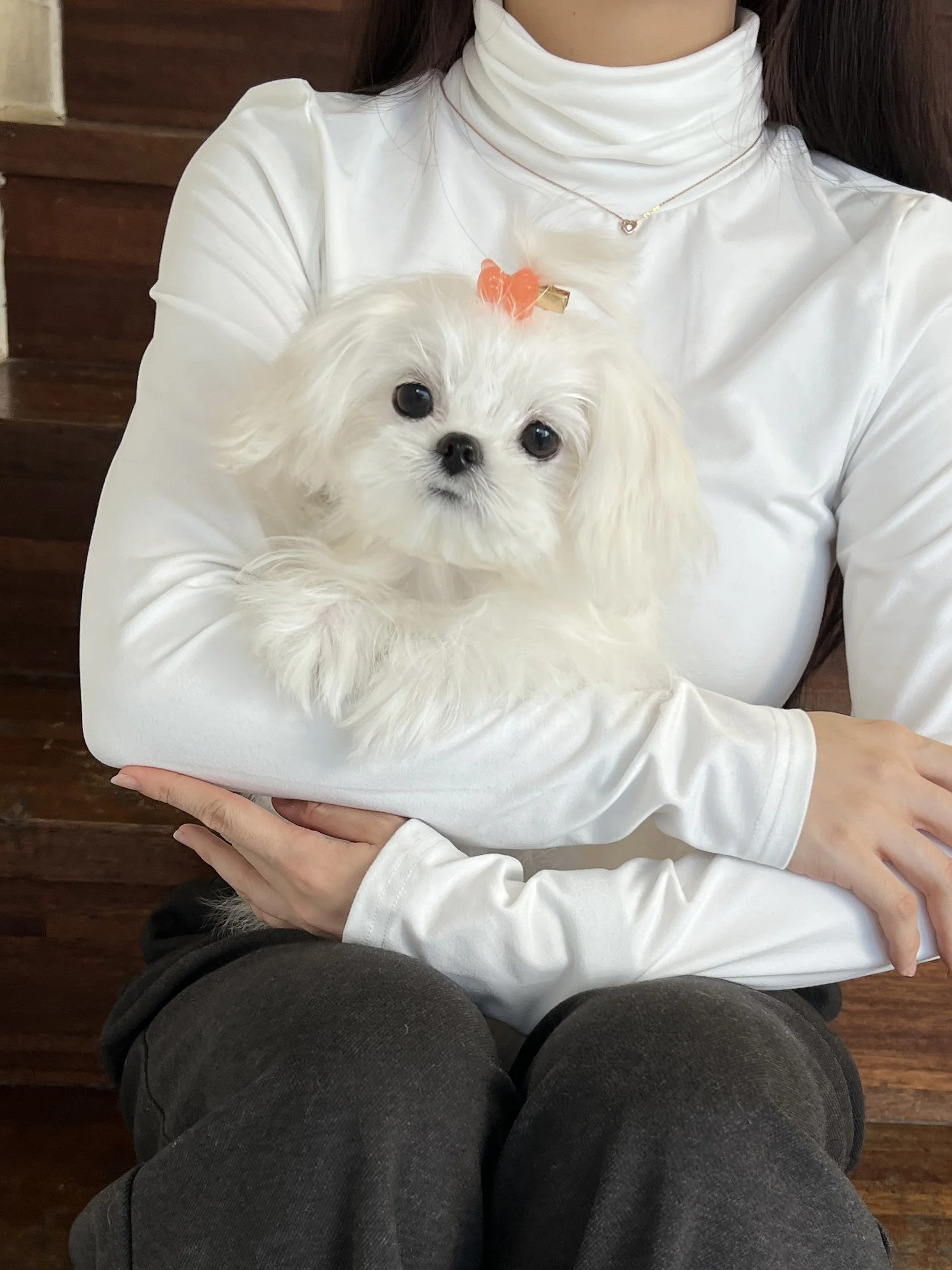 Pocket Pet Teacup Dog