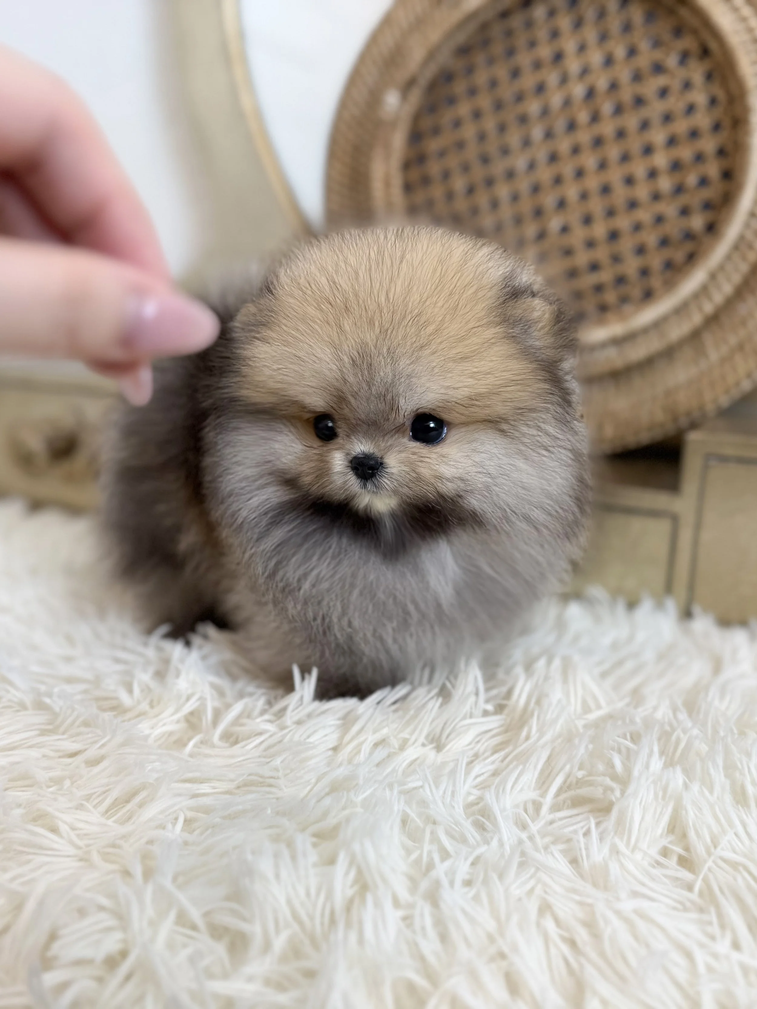 Pocket Pet Teacup Dog