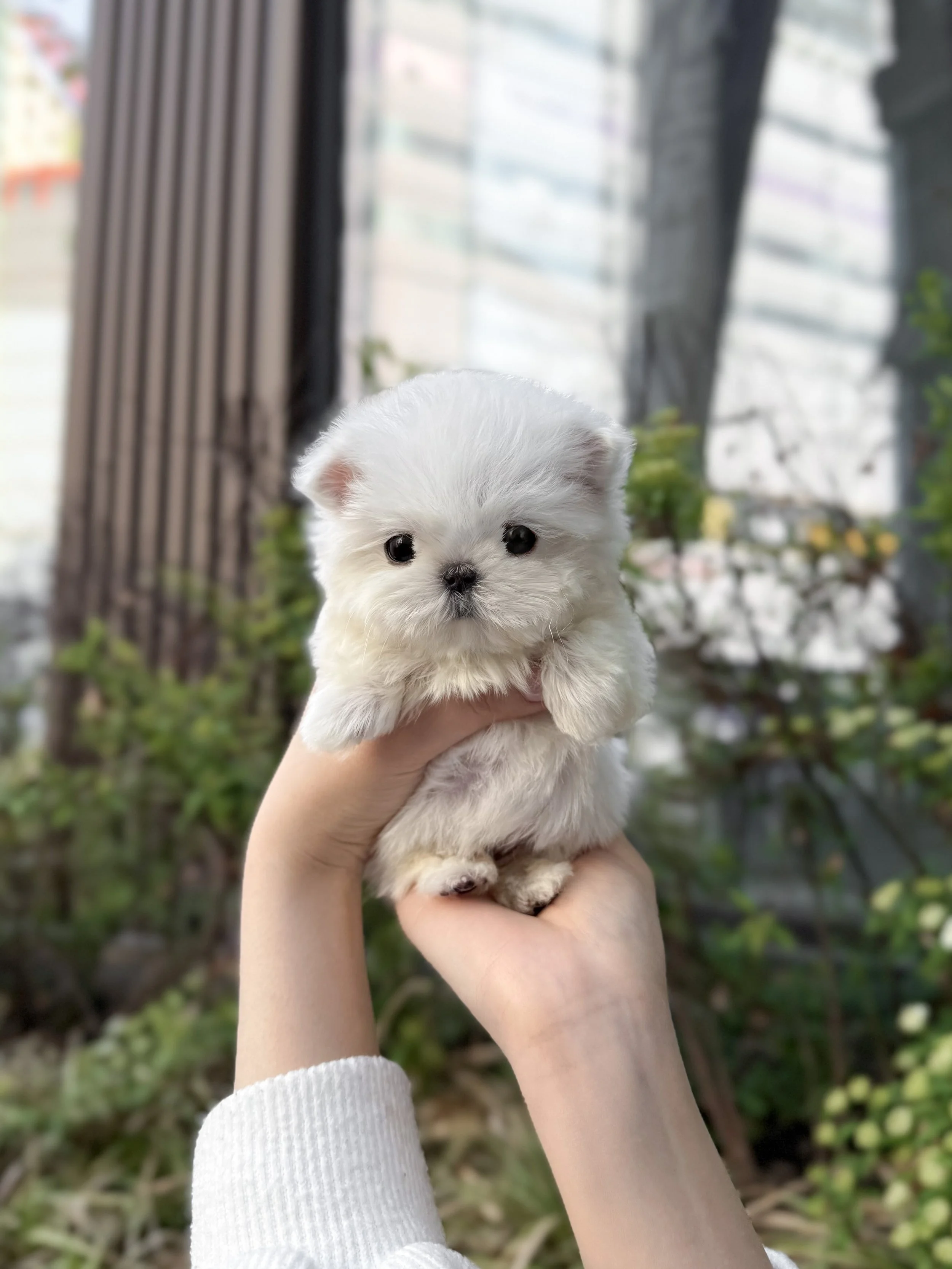 Pocket Pet Teacup Dog