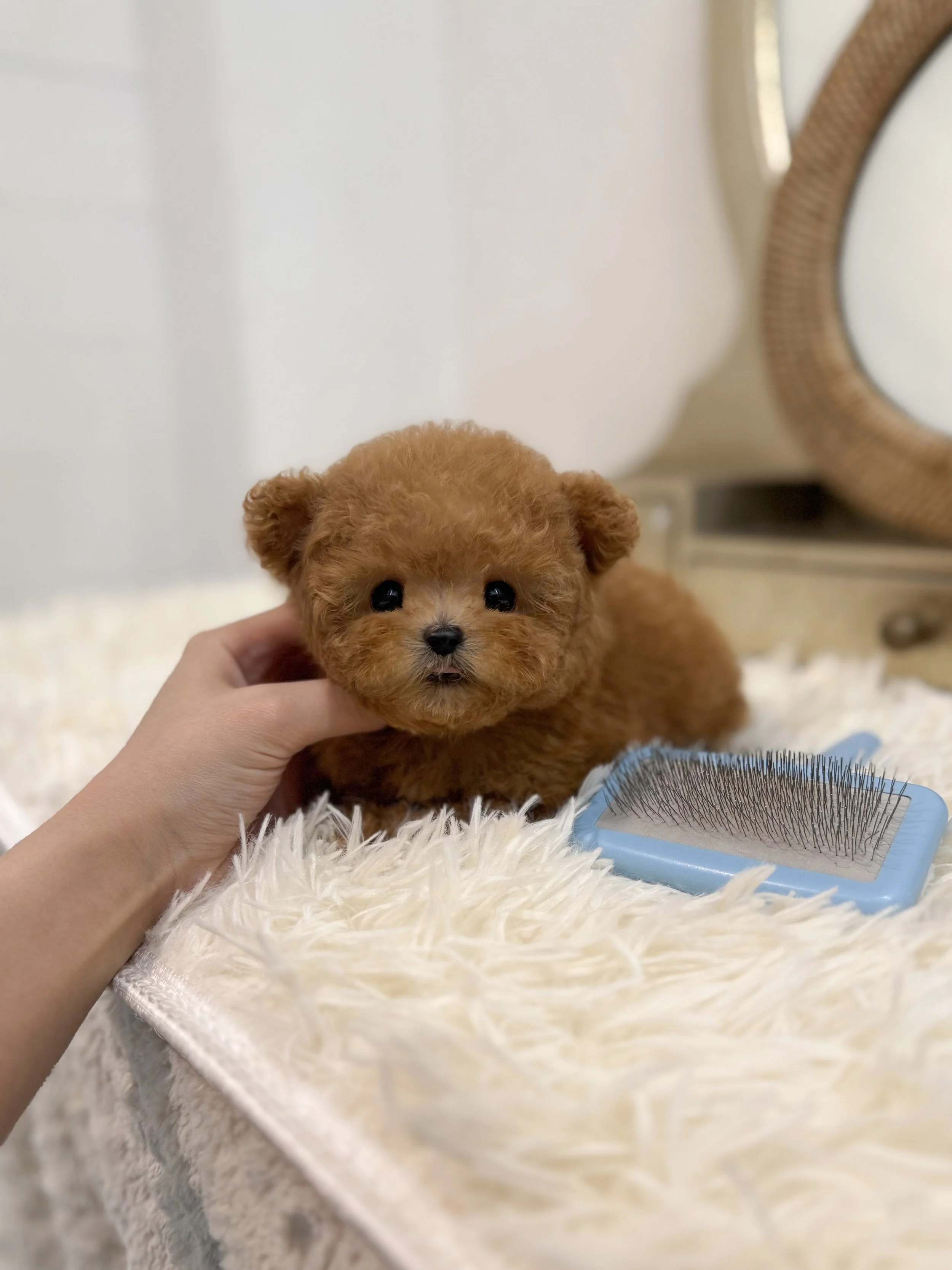 Pocket Pet Teacup Dog