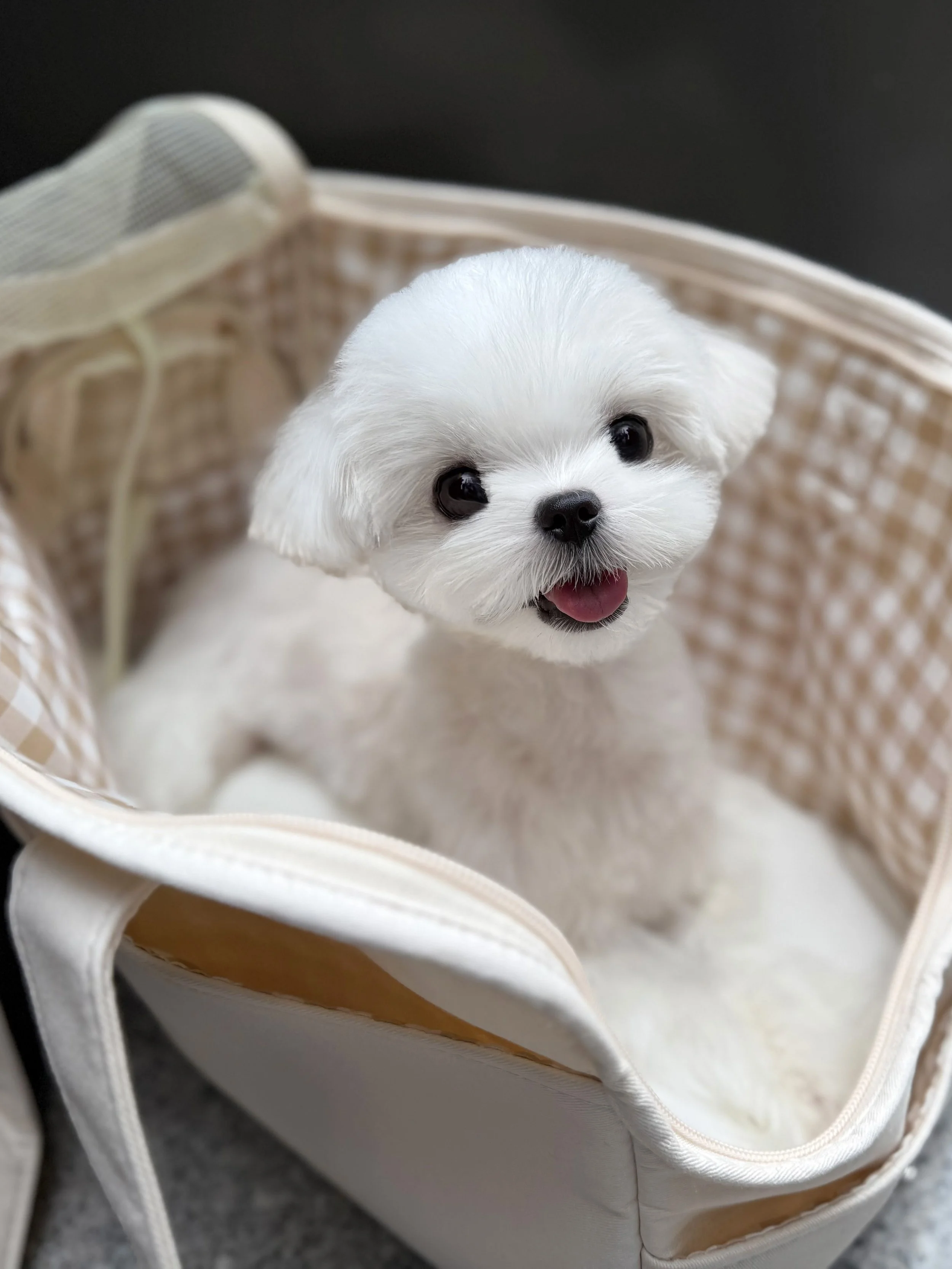 Pocket Pet Teacup Dog