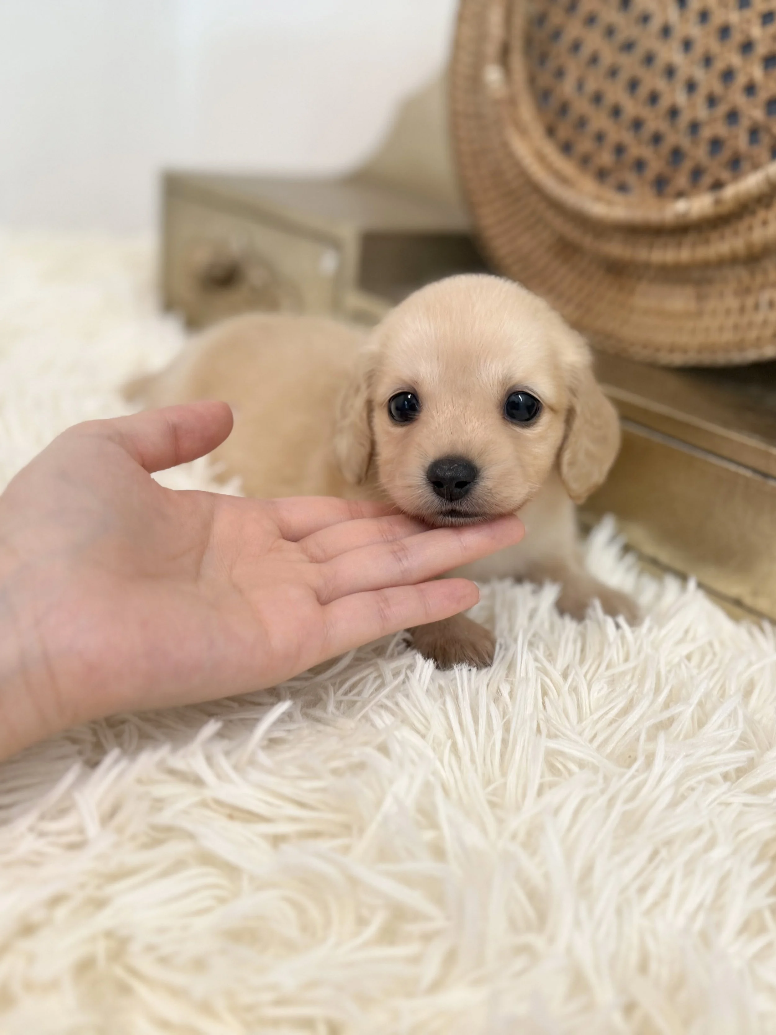 Pocket Pet Teacup Dog