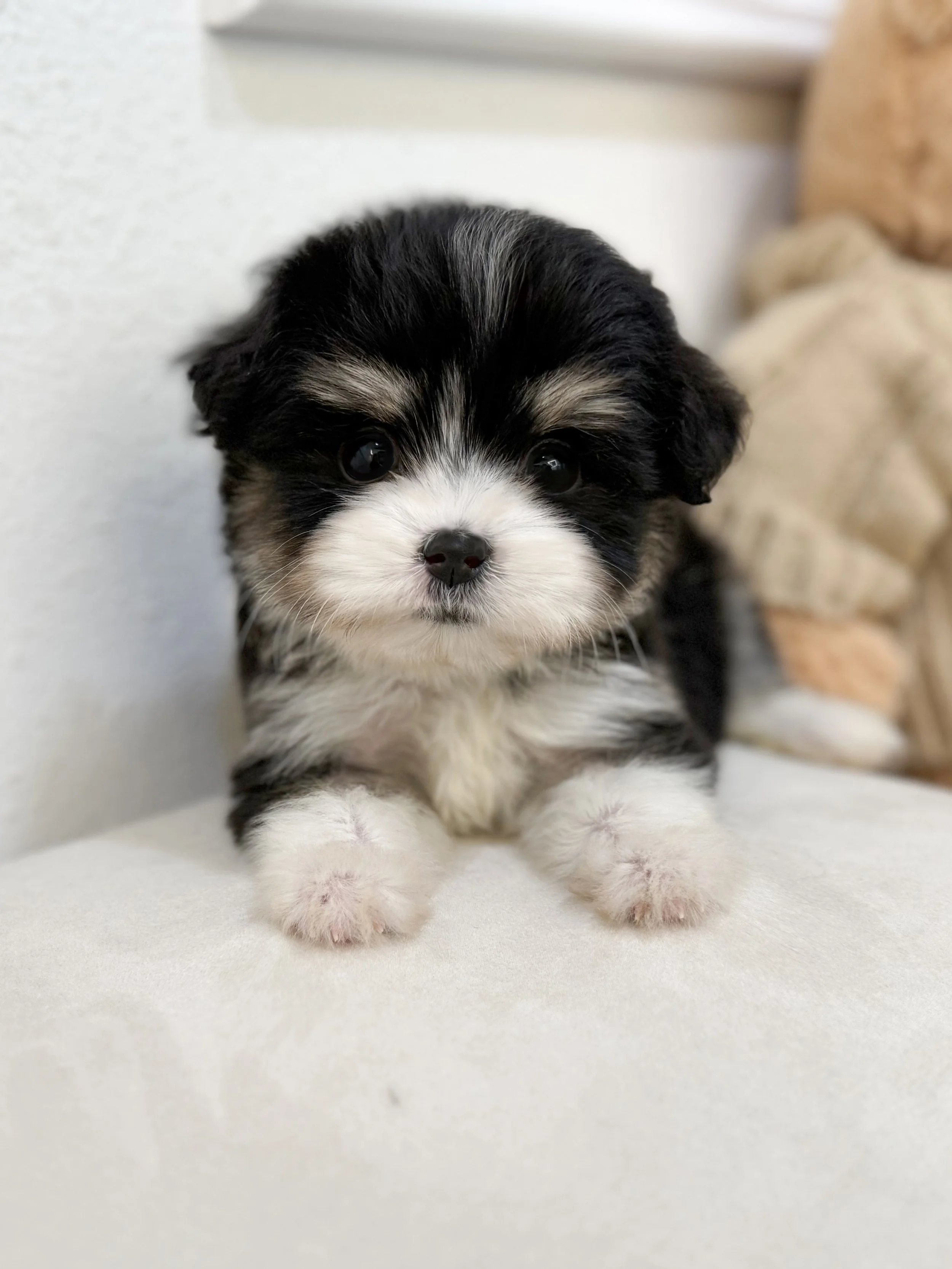 Pocket Pet Teacup Dog