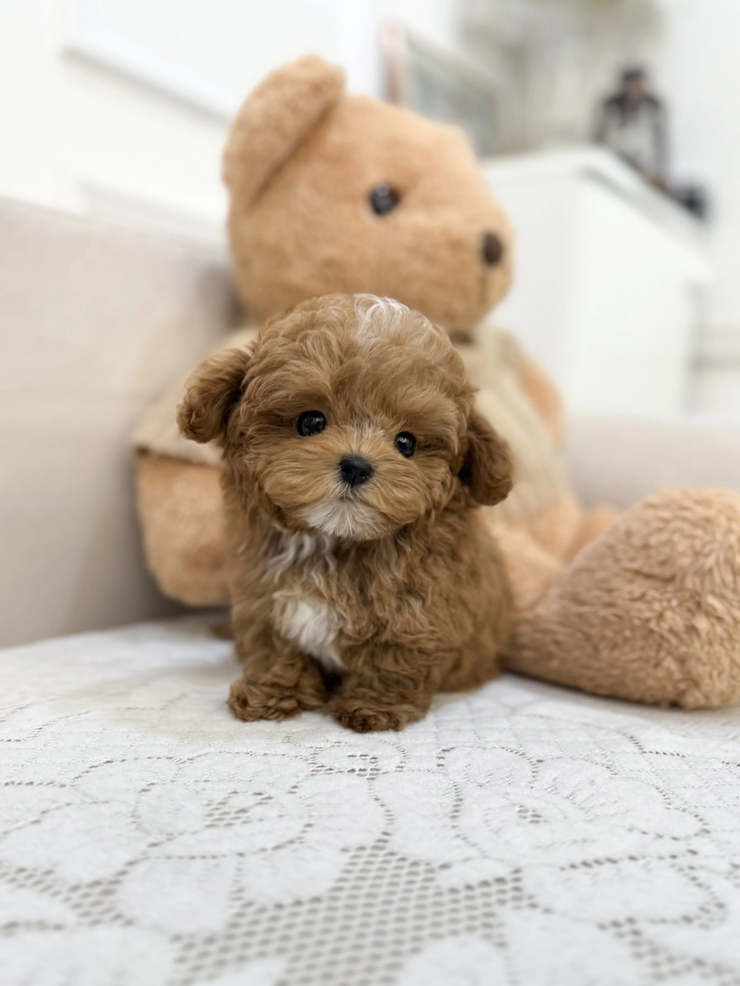 Pocket Pet Teacup Dog