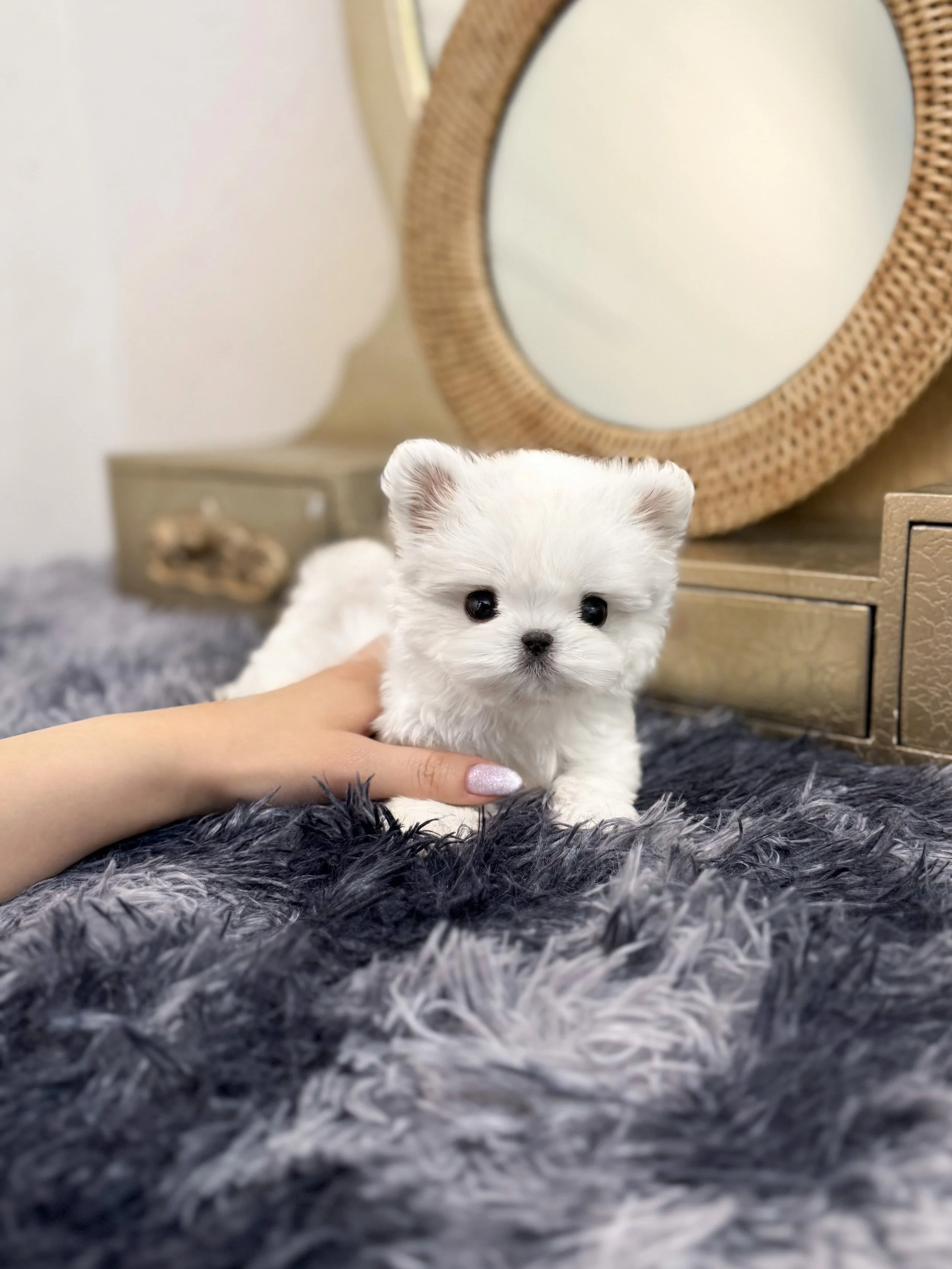 Pocket Pet Teacup Dog